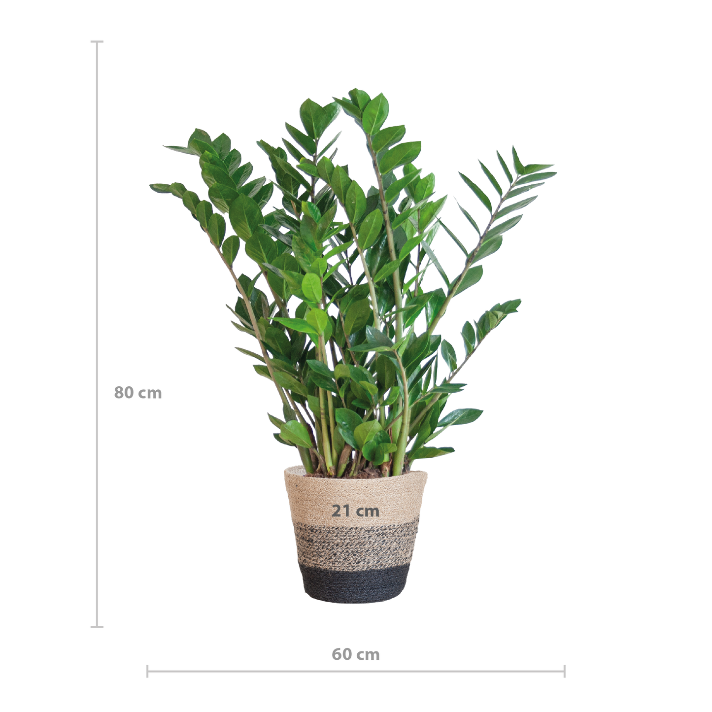 Zamioculcas Zamiifolia with Basket Lisbon black - 80cm - Ø21