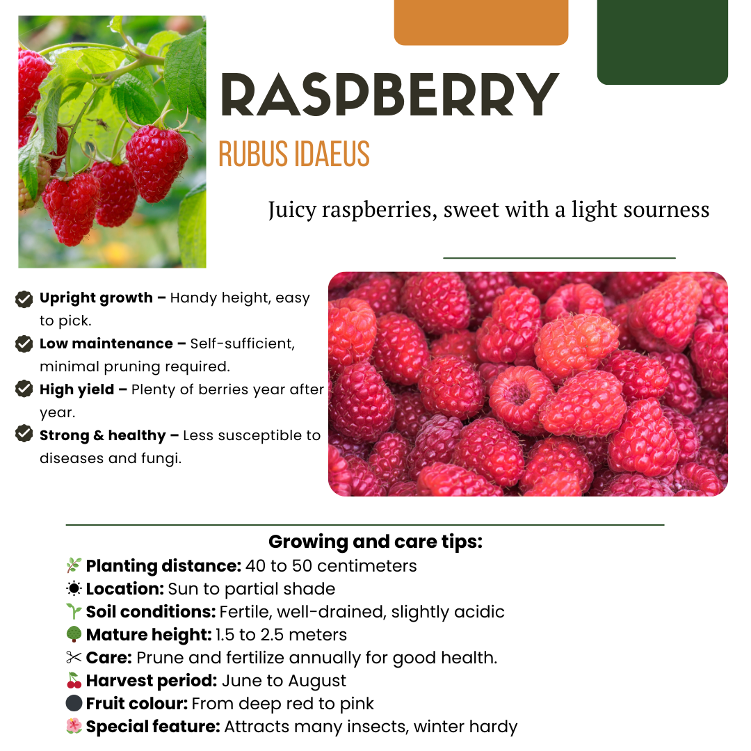 "Summer Fruits" BIO Fruit Plants Mix Set of 4 Different Types