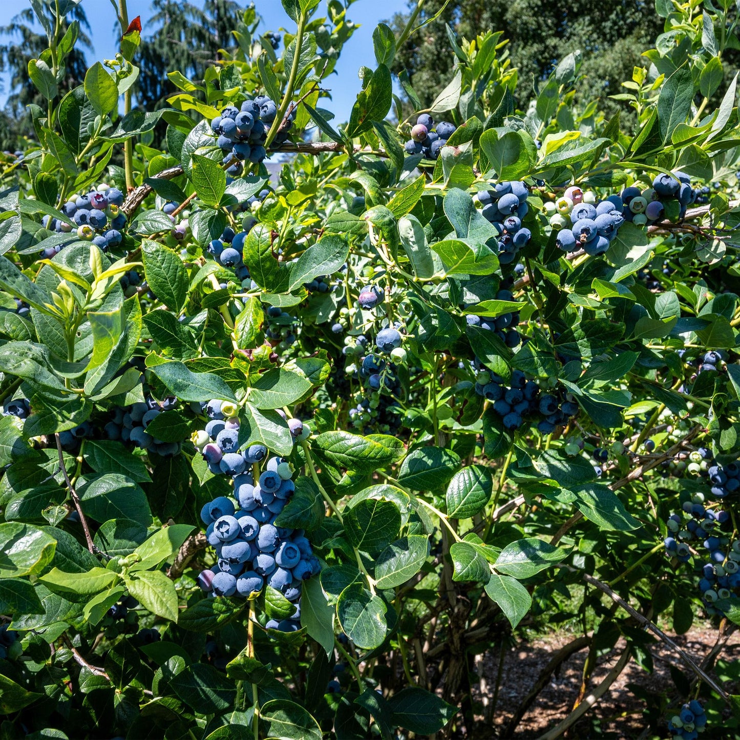 Green boutiQ - Fruit plant - Blueberry - Vaccinium corymbosum Goldtraube - Blueberry - Thornless - 2 plants - Pot 11cm Height 40cm