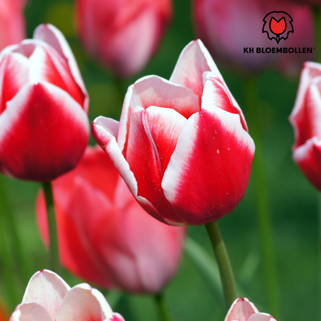 Candy Apple Delight - Tulpenbollen 20 stuks