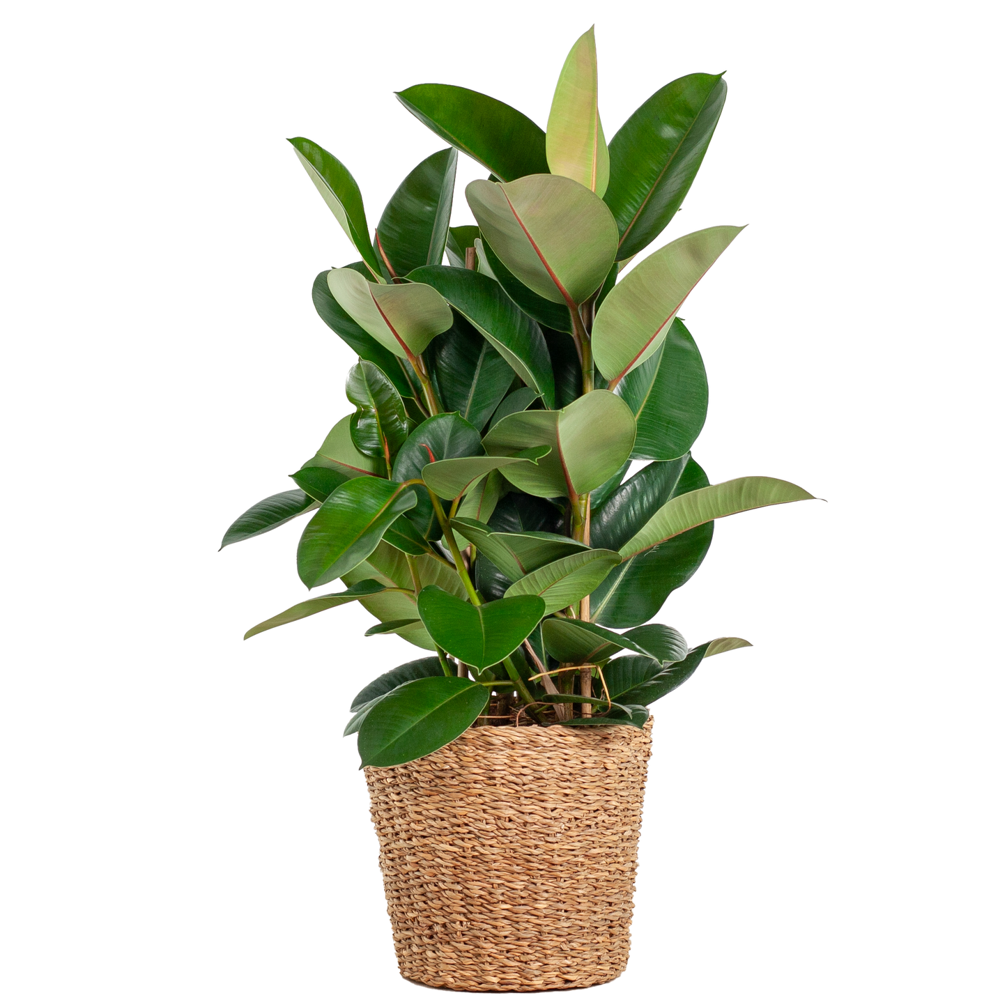 Ficus Elastica Robusta XL with basket Torun - 90cm - Ø27
