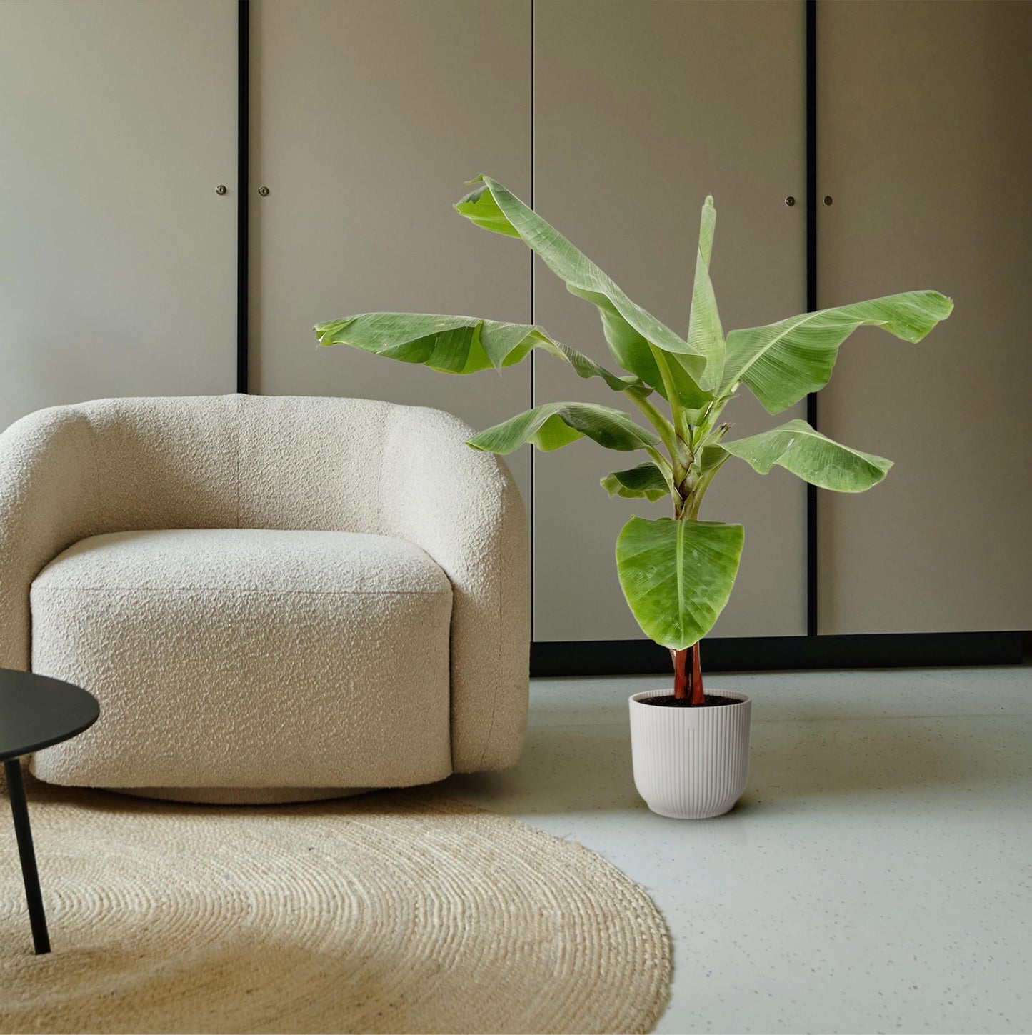 Bananenpflanze (Musa) - 160 cm - Ø30