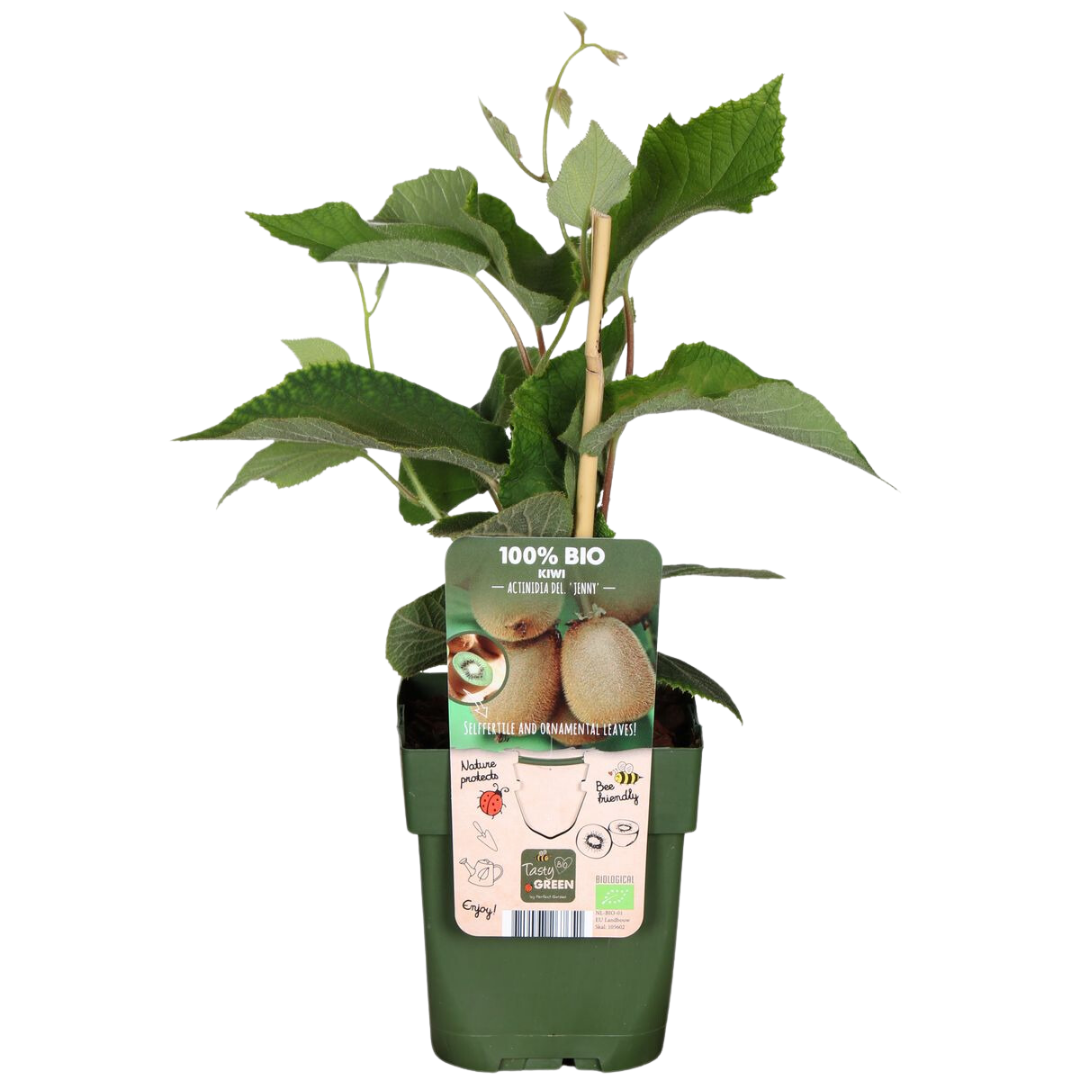 "Sweet harvest trio" BIO Fruit plants mix set of 3 different types