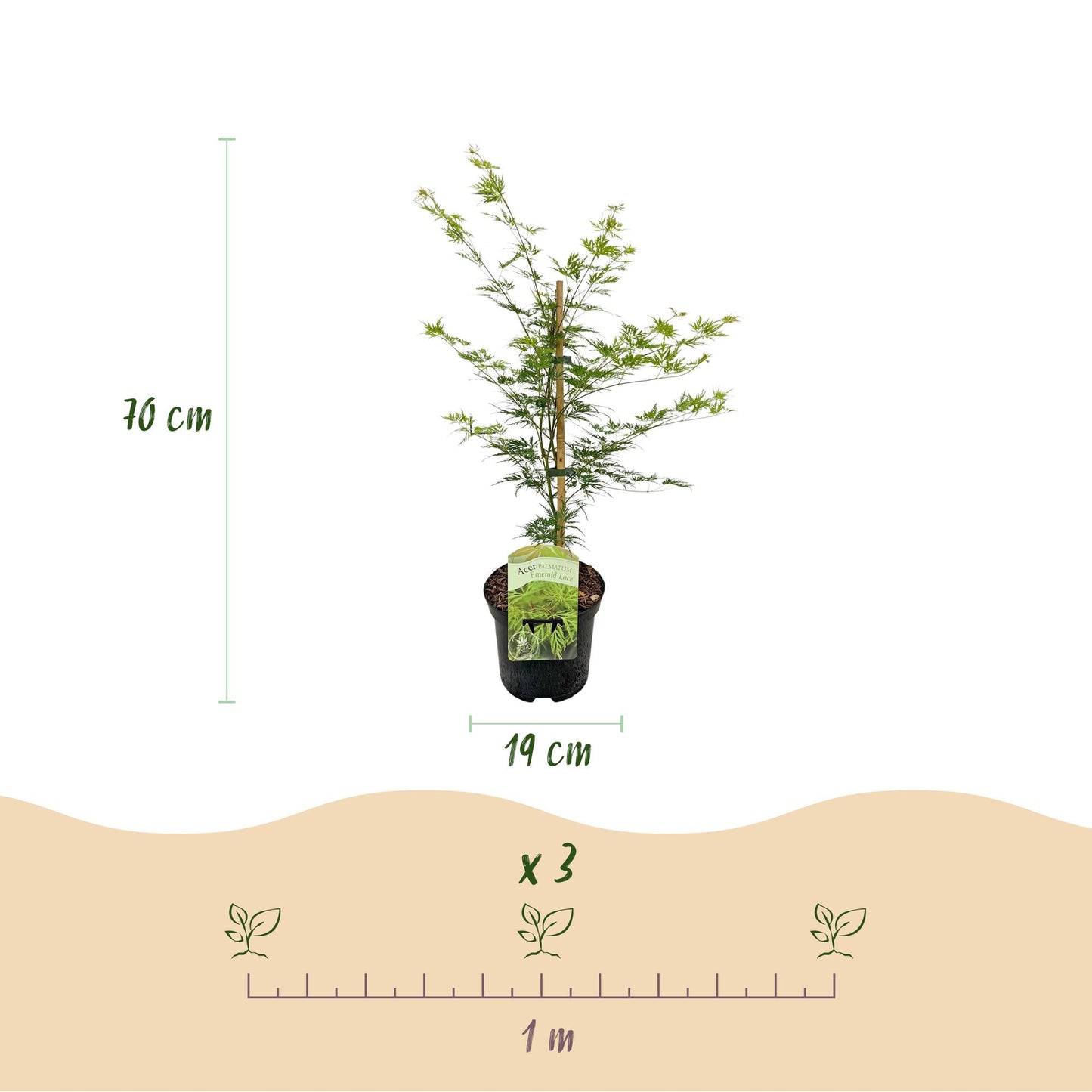 Green boutiQ - Terrace plant - Japanese Maple - Acer palmatum Emerald Lace - Green - 2 Plants - Deciduous - Pot 19cm Height 70cm