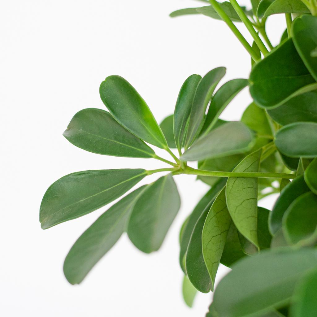 Schefflera Arab Nora with Basket Lisbon white - 70cm - Ø21