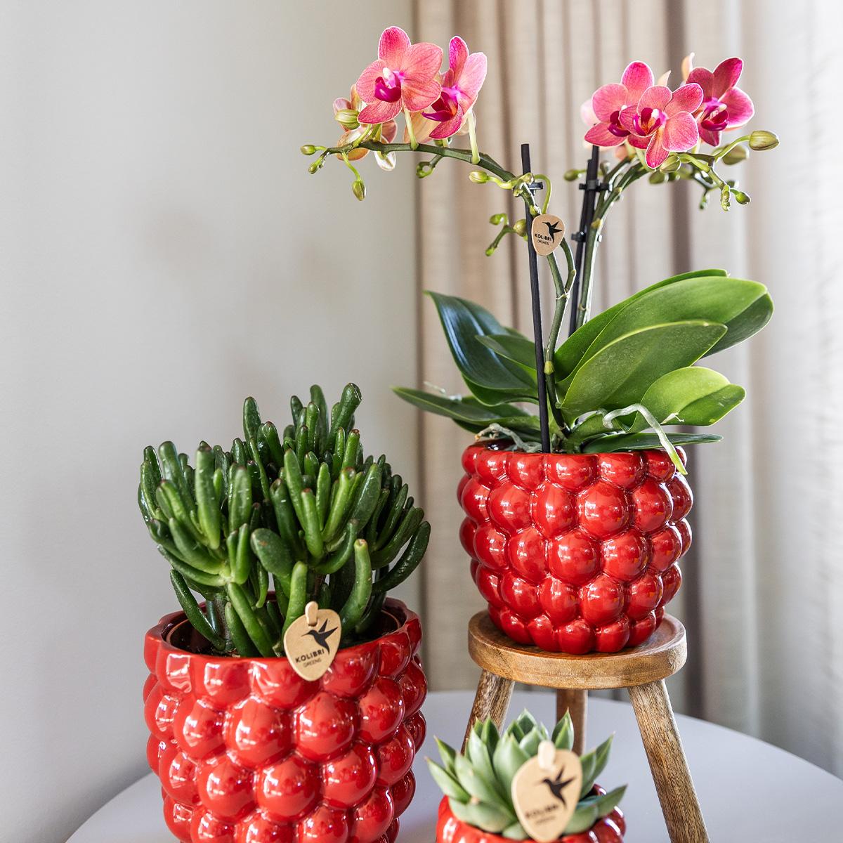 Kolibri Orchids | COMBI DEAL of 4 orange Phalaenopsis orchids - Congo - pot size Ø9cm | flowering houseplant - fresh from the grower