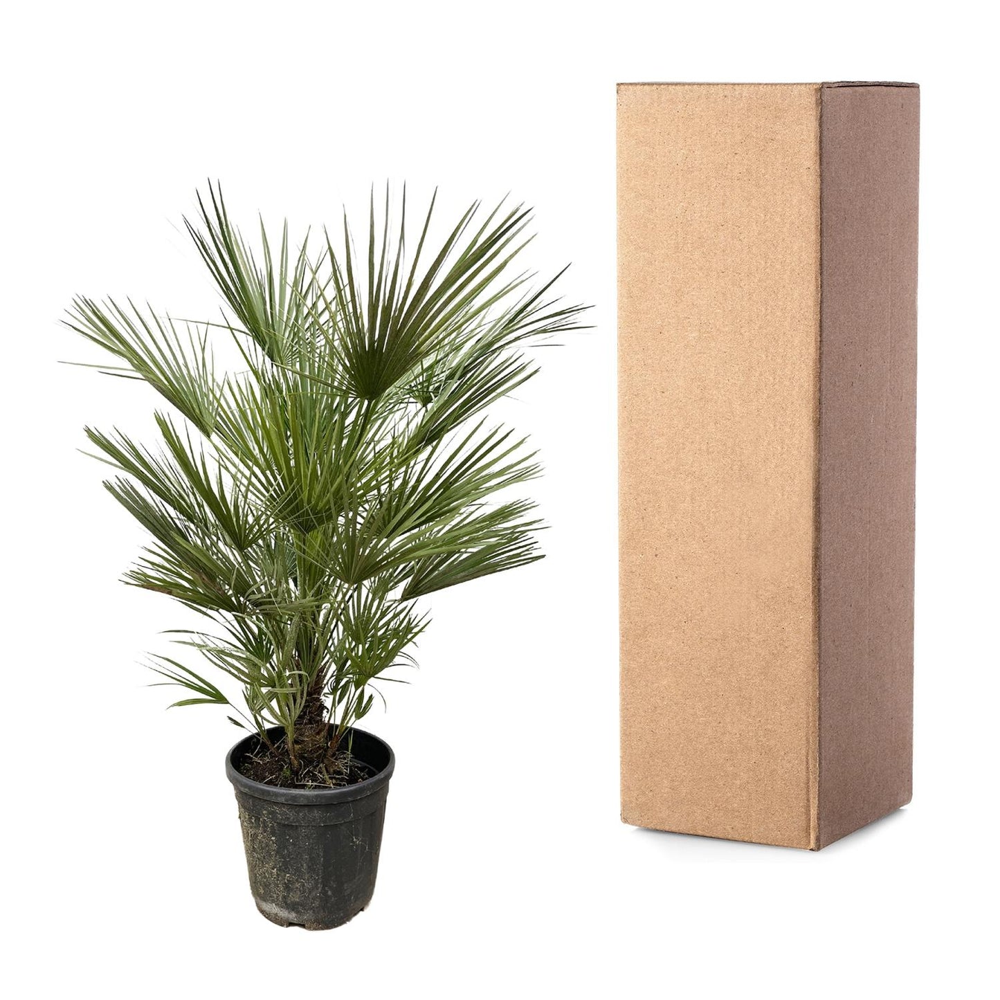 Chamaerops Humilis - 150cm - ø30