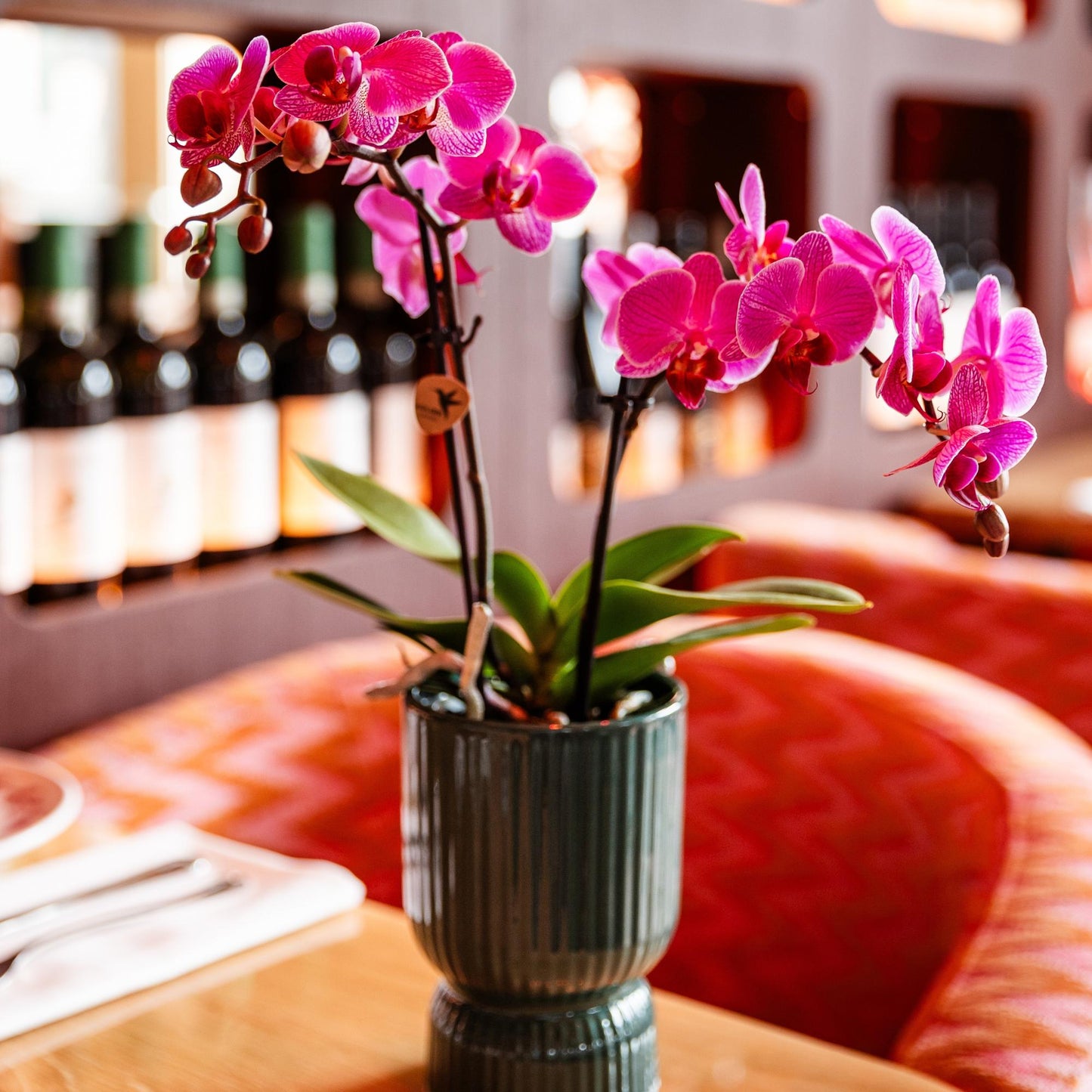 Paars/roze Phalaenopsis orchidee potmaat Ø9cm | Vienna