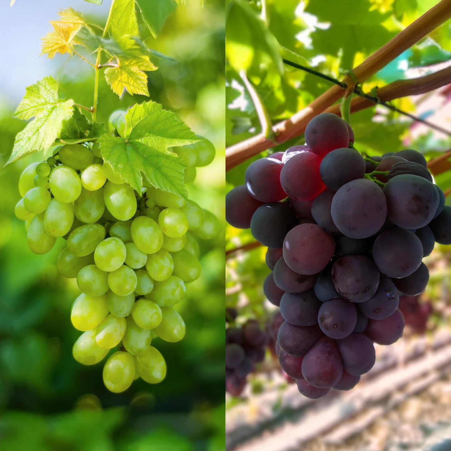 Green boutiQ - Fruit plant - Purple & White Grape - Vitis vinifera Vanessa & Himrod - Seedless - 2 plants - Pot 15cm Height 50cm