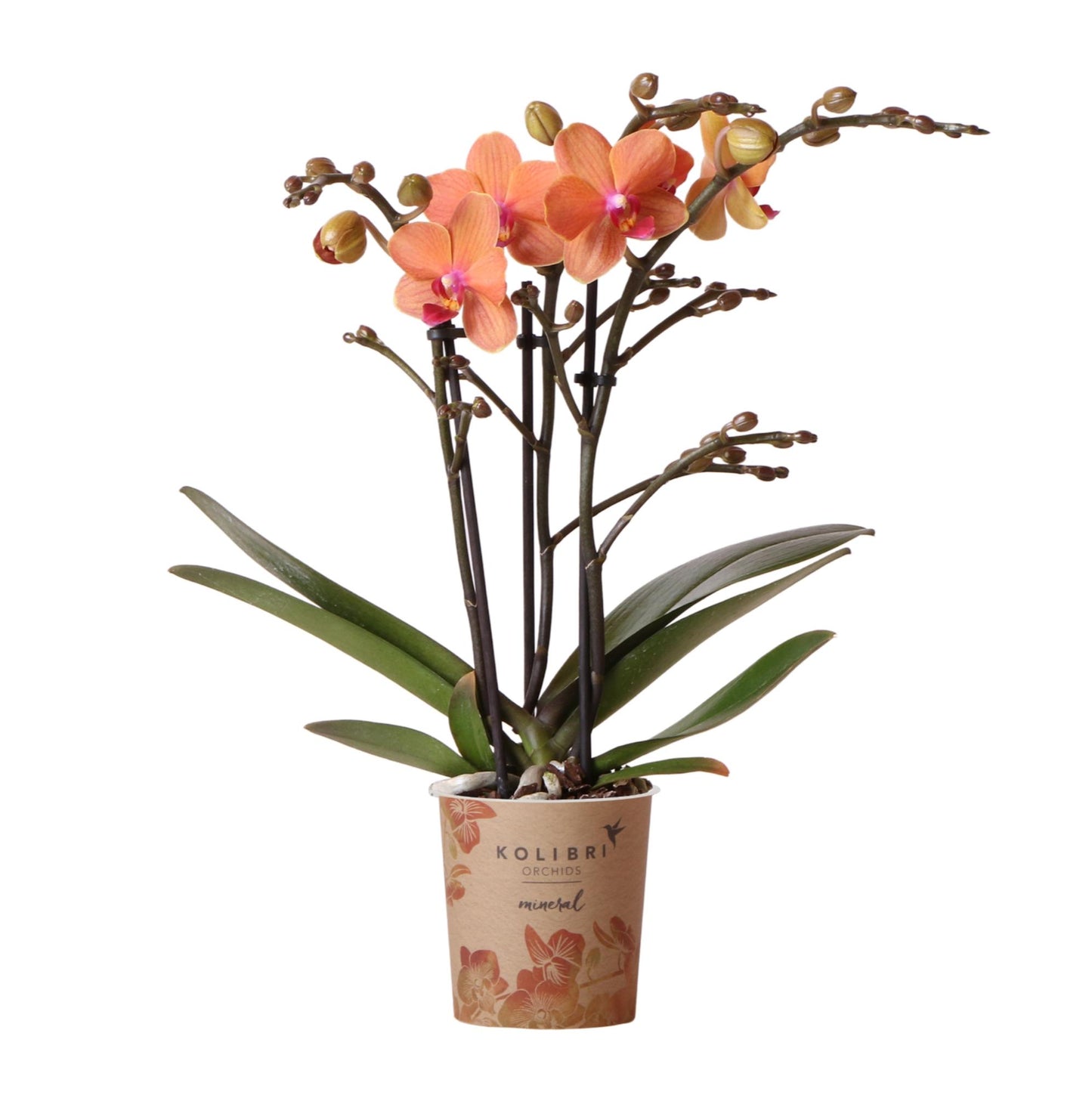 Oranje Phalaenopsis orchidee - Mineral Bolzano - potmaat Ø9cm