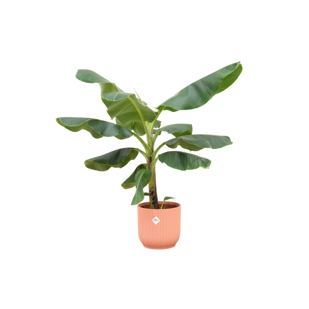 Combi deal - Banana plant (Musa) including elho Vibes Fold Round pink Ø22 - 100 cm