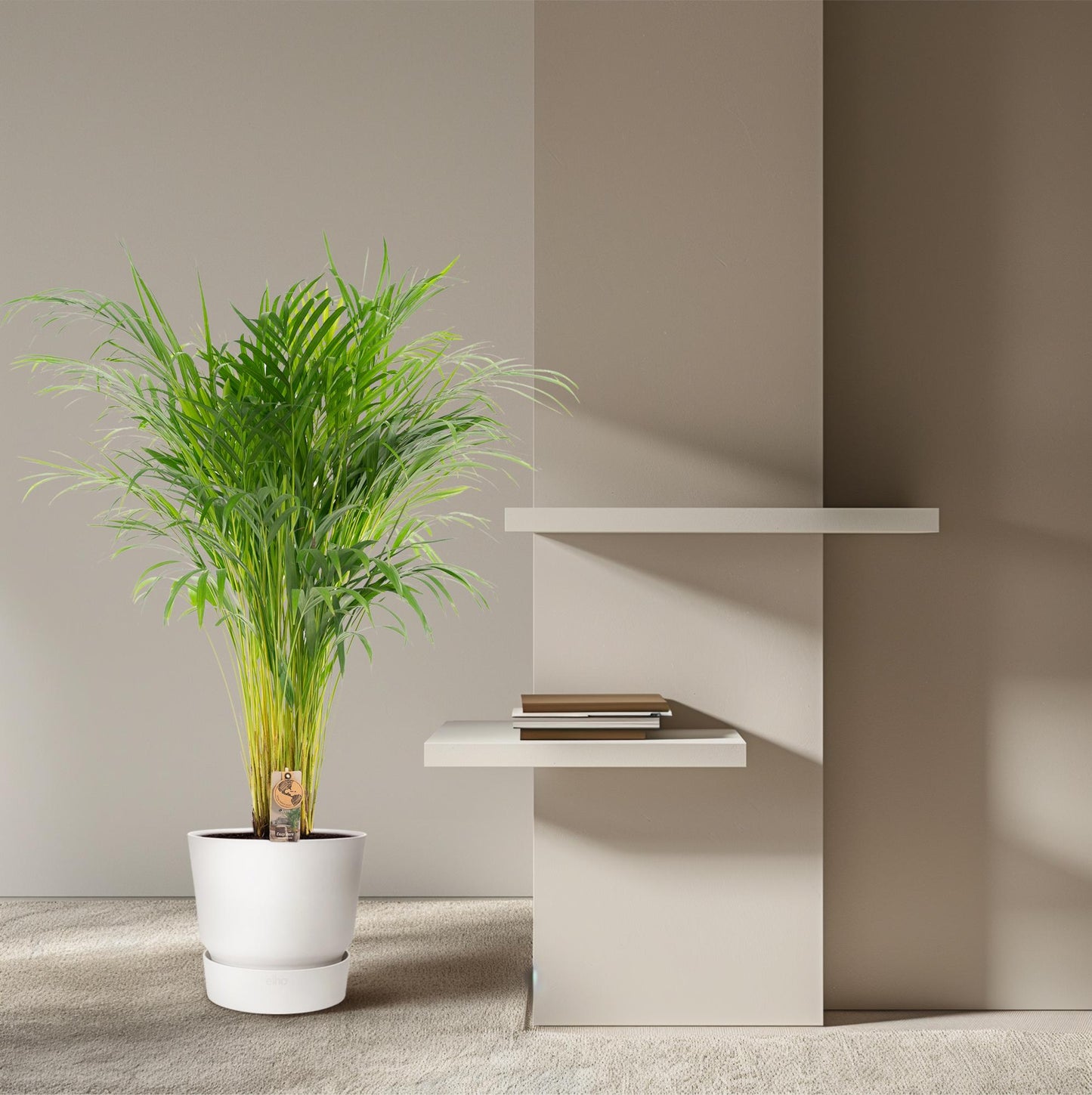 Areca palm - Ø21cm - ↕110cm