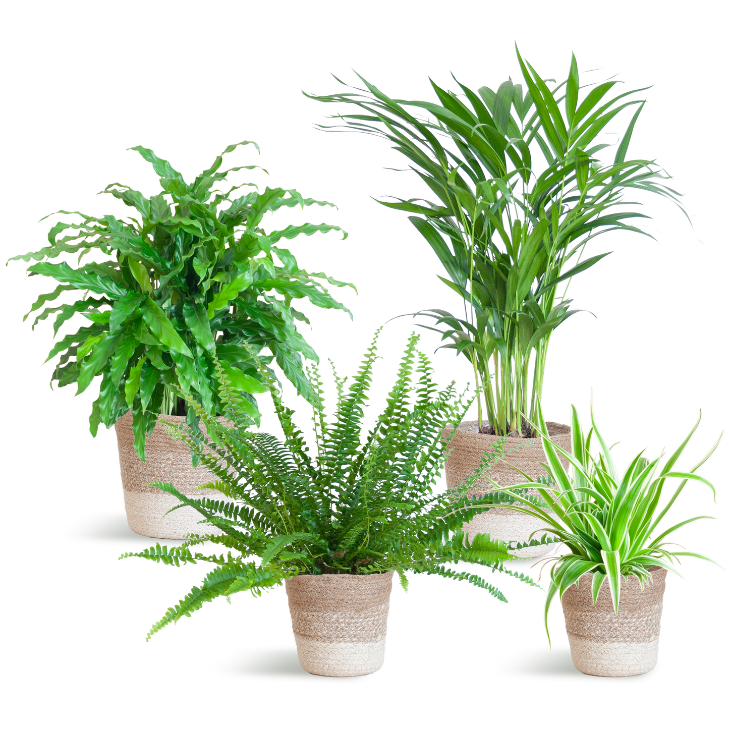 Animal friendly plant set