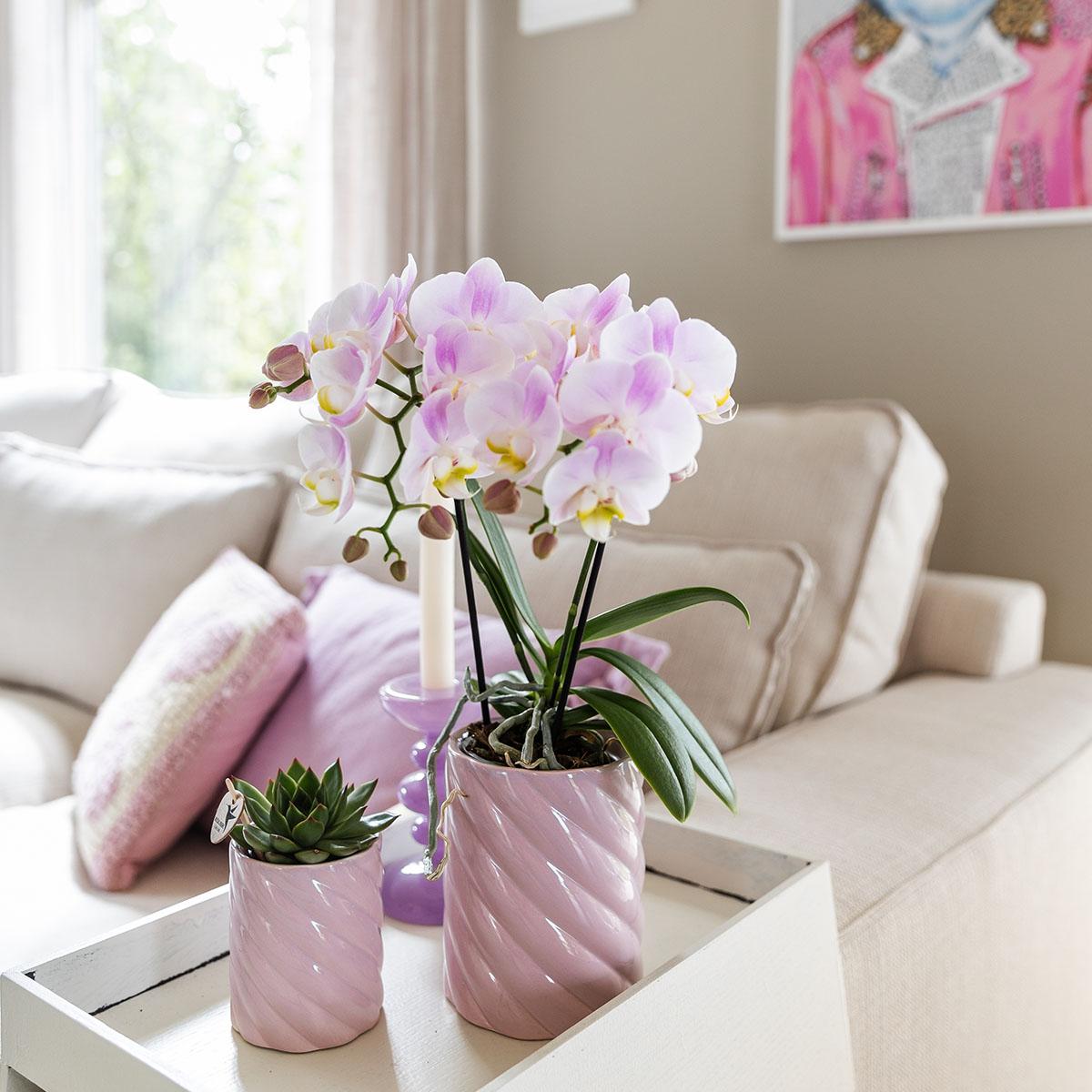 Kolibri Orchids | Pink phalaenopsis orchid - Portugal - pot size Ø9cm | flowering houseplant - fresh from the grower