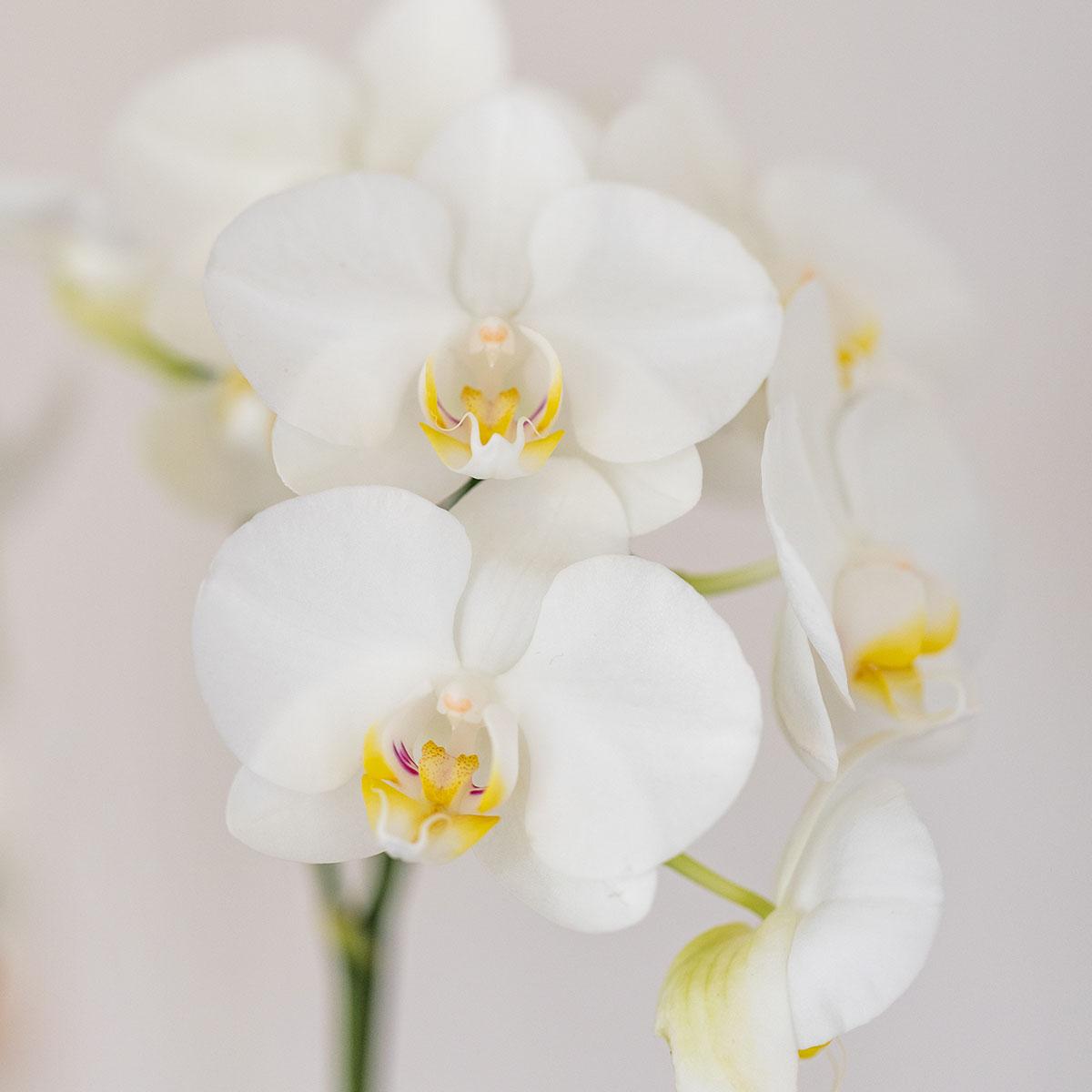 Kolibri Orchids | Set of white orchid Amabilis and succulent in Tube decorative pot white - pot size Ø9cm | flowering houseplant - fresh from the grower