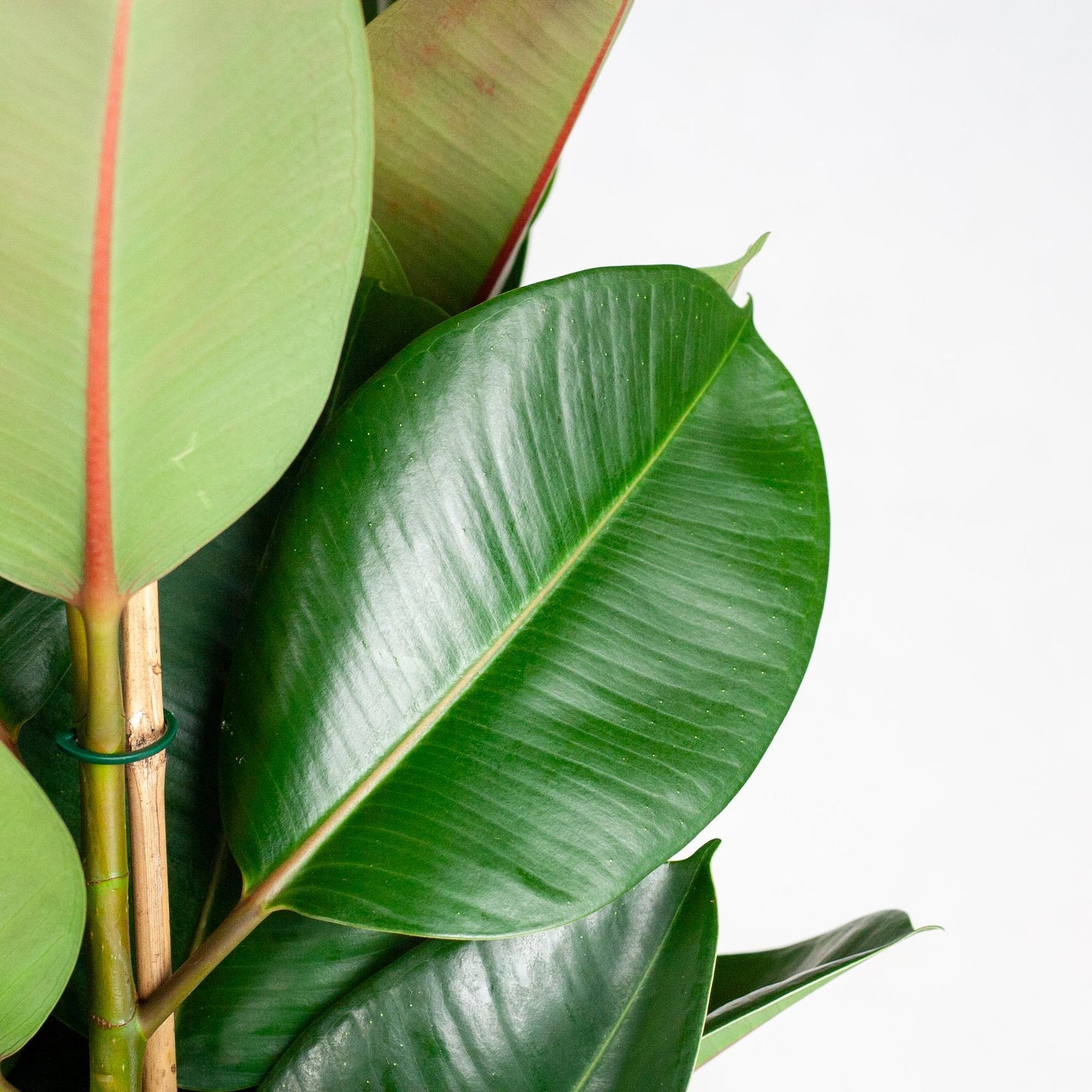 Ficus Elastica Robusta XL with basket Torun - 90cm - Ø27