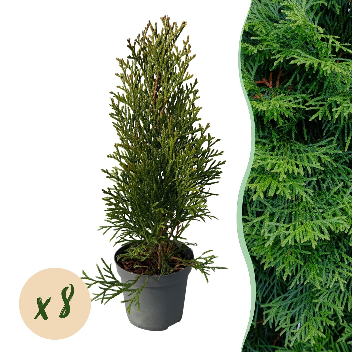 Green boutiQ - Hedge plants - Thuja occidentalis Smaragd - leaf green - 8 plants - 1 linear meter - evergreen - pot 9cm height 30-35cm