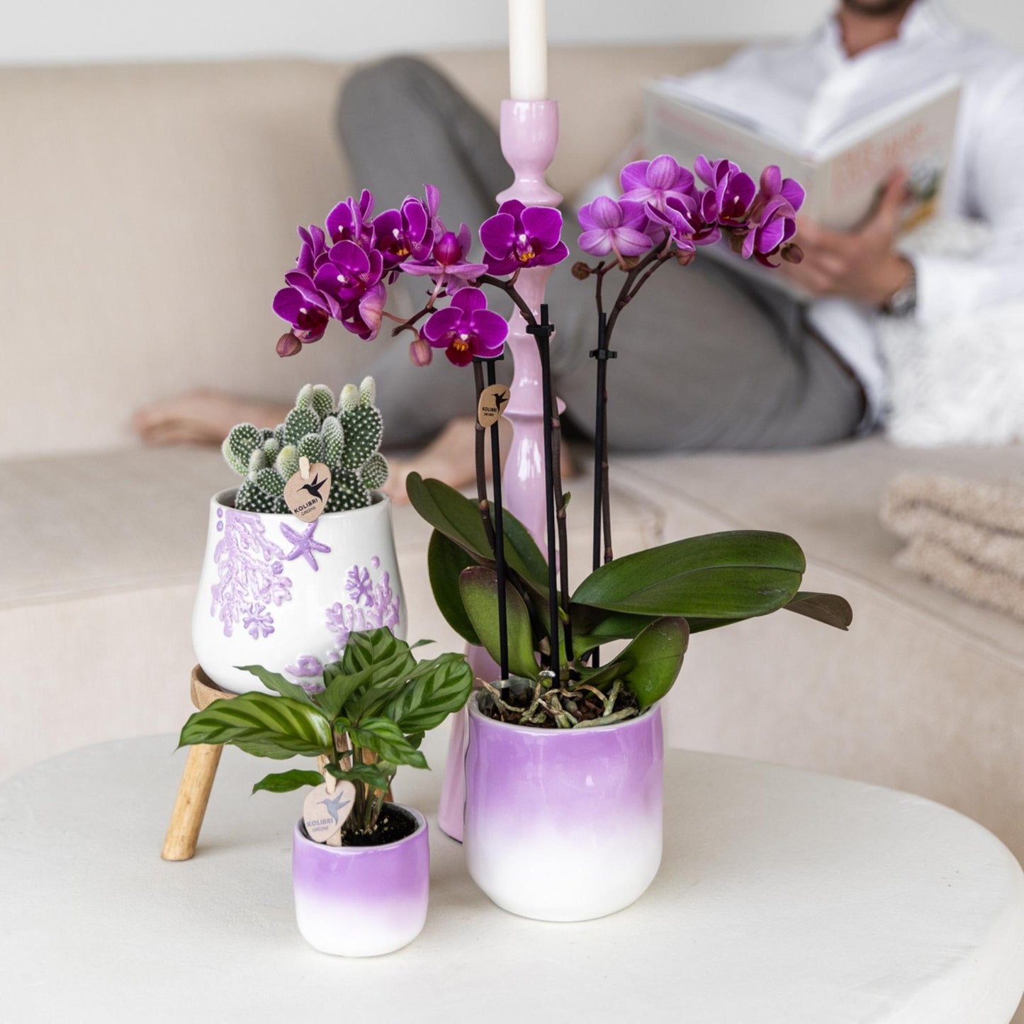 Kolibri Orchids | Purple phalaenopsis orchid pot size Ø9cm | Morelia | flowering houseplant - fresh from the grower