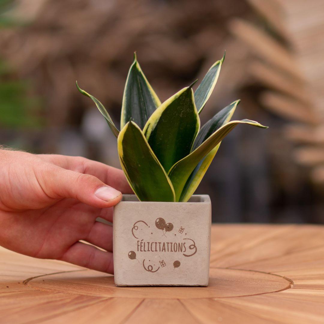 Congreet Blumentöpfe + Sansevieria | Glückwunsch