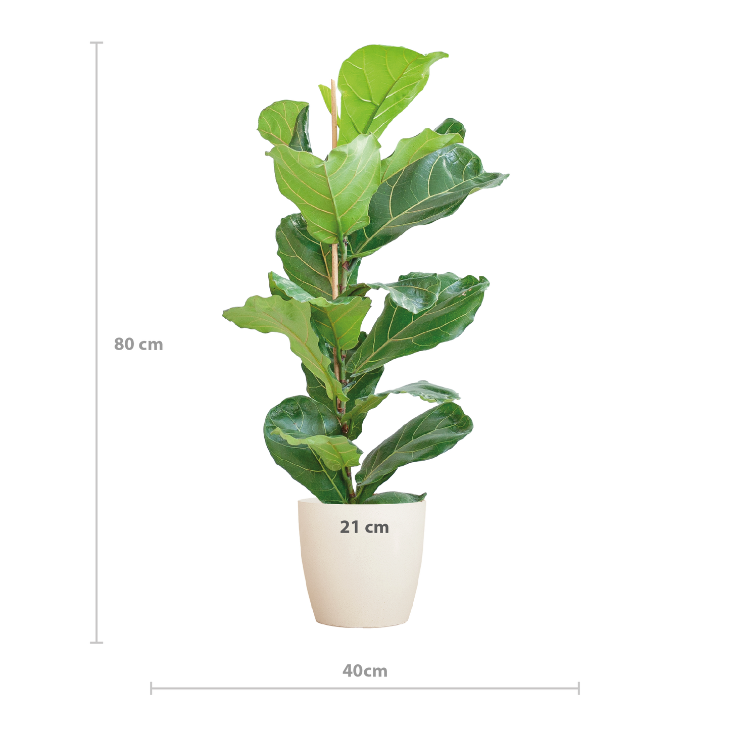 Ficus Lyrata with Viber pot white - 80cm - Ø21