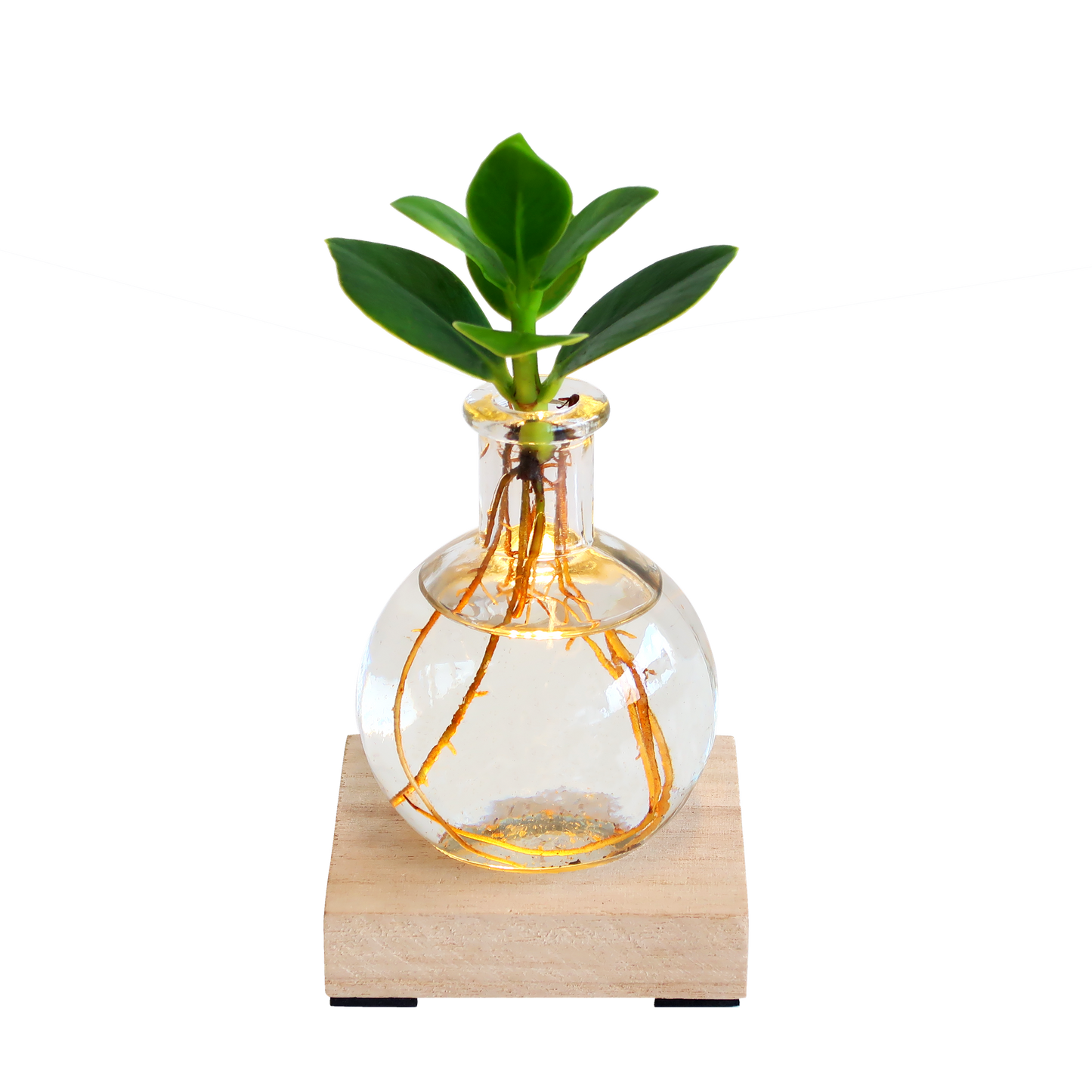 Glowplant - Clusia in vaasje met lampje