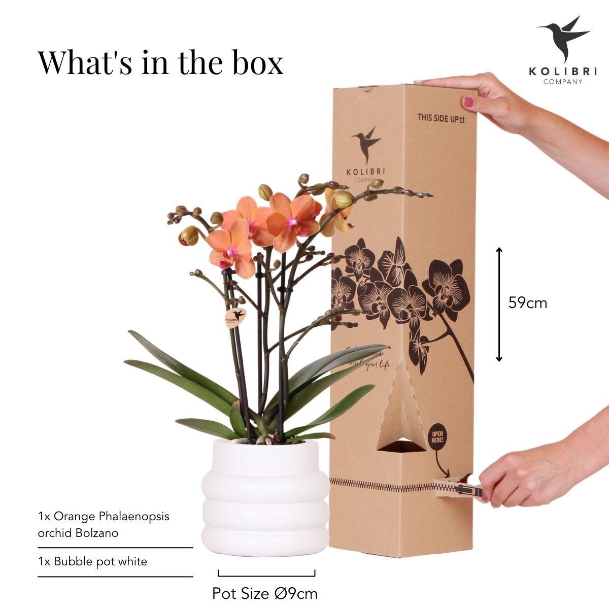 Kolibri Orchids | Orange Phalaenopsis orchid - Mineral Bolzano + Bubble pot white - pot size Ø9cm | flowering houseplant - fresh from the grower