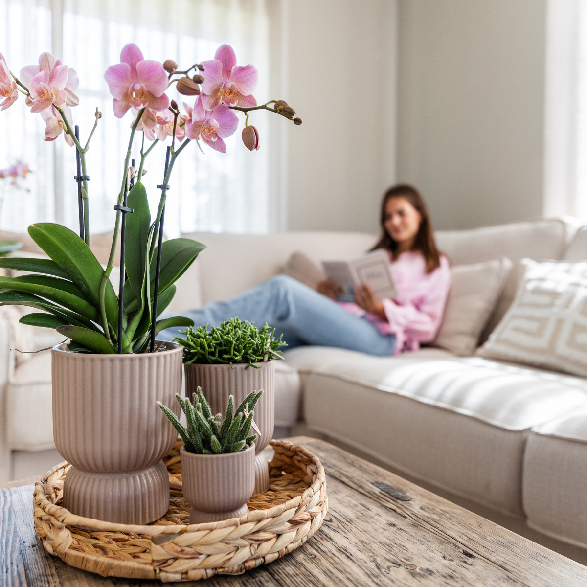 Kolibri Orchids I COMBI DEAL of 2 old pink Phalaenopsis orchids - Treviso - pot size Ø12cm | flowering houseplant - fresh from the grower