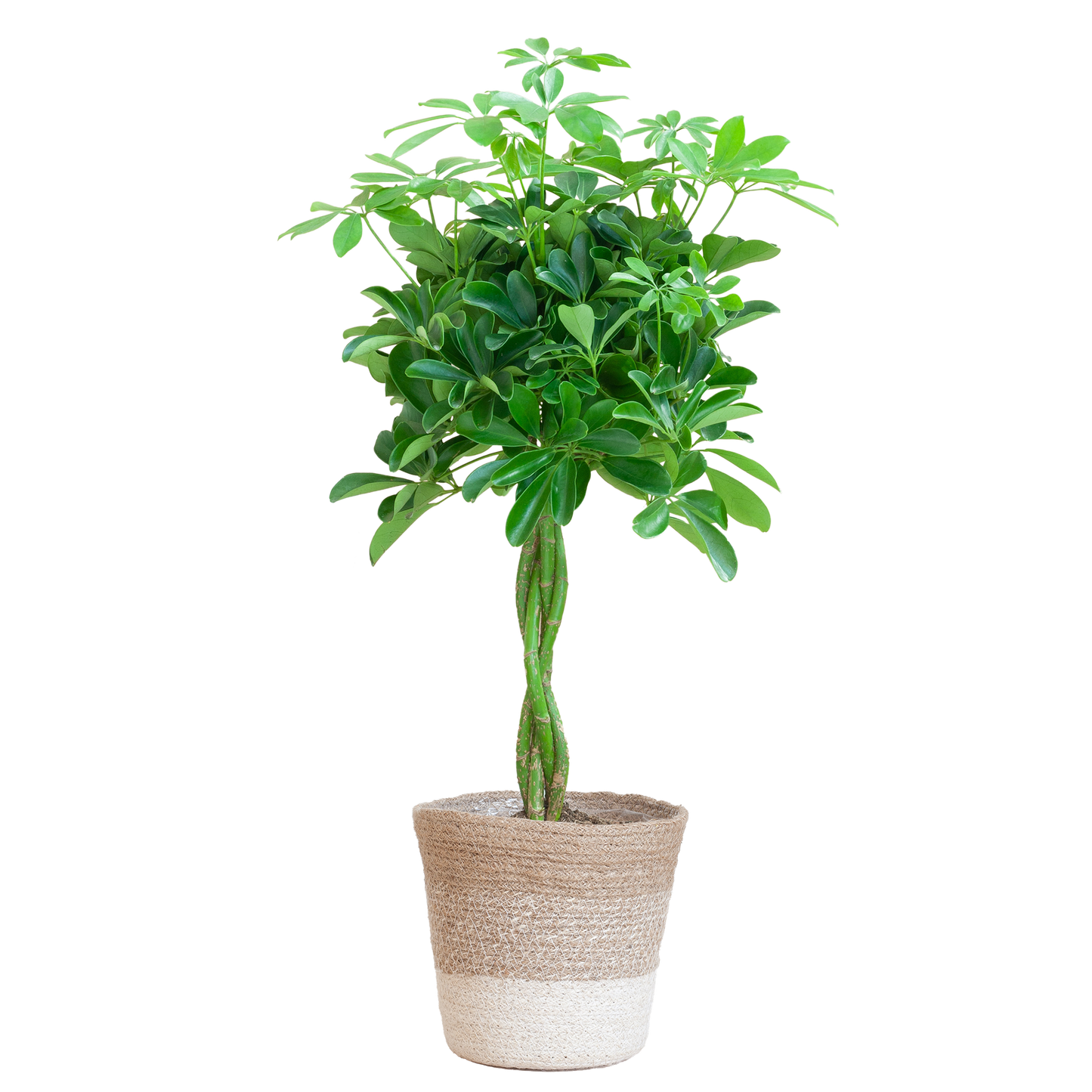 Schefflera Arab Nora with Basket Lisbon white - 70cm - Ø21
