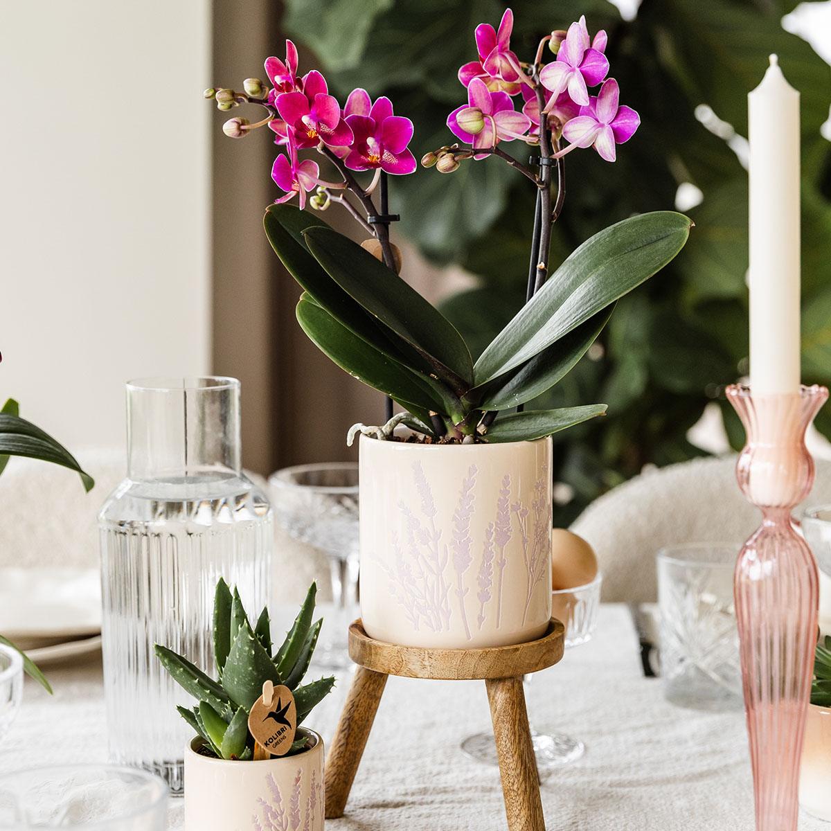 Hummingbird Home | Floral flowerpot - Lavender - 9cm