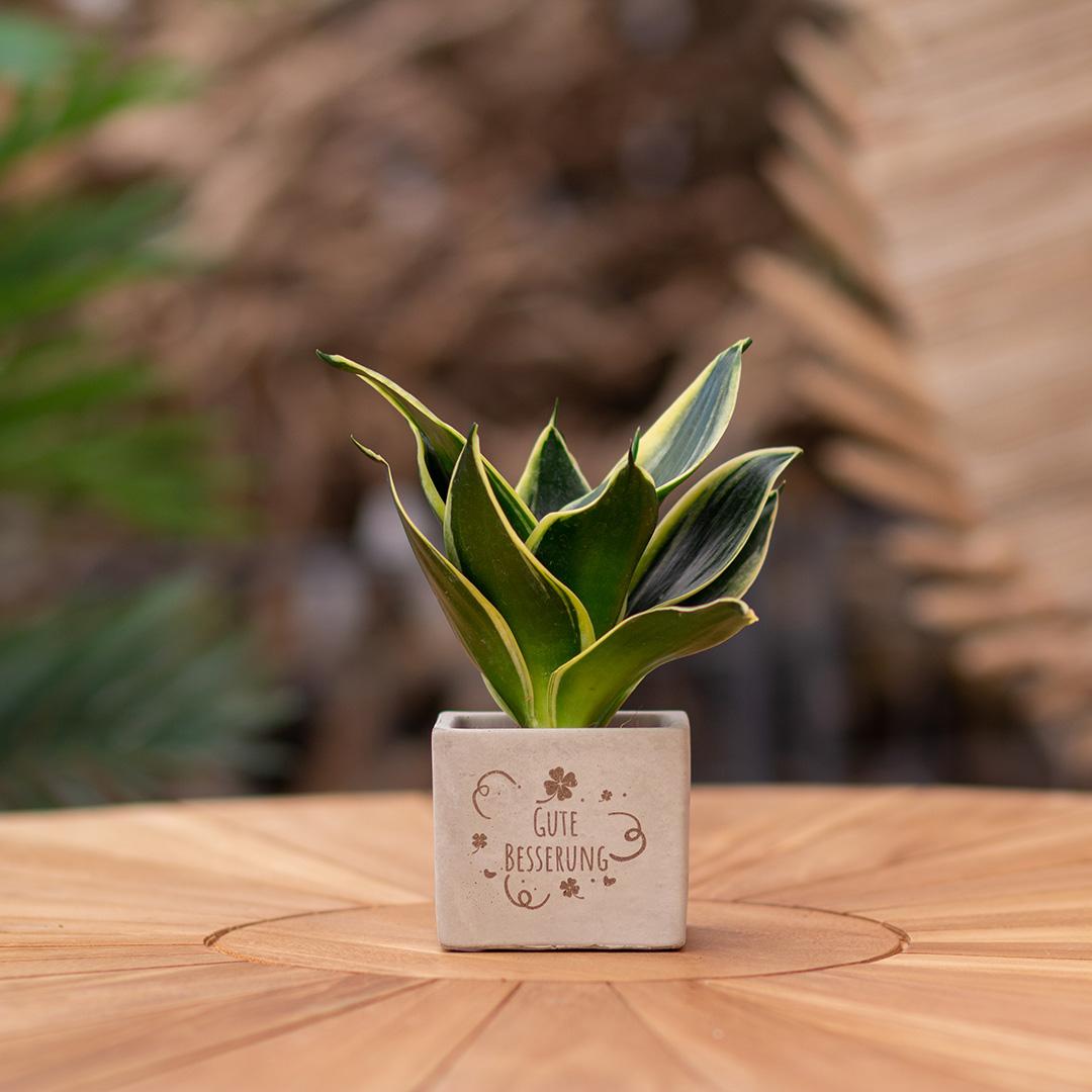 Congreet Blumentöpfe + Sansevieria | Gute Verbesserung
