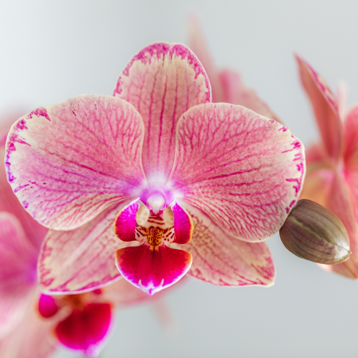 Hummingbird Orchids | COMBI DEAL of 4 Phalaenopsis orchids - Pirate Picotee - pot size Ø12cm | flowering houseplant - fresh from the grower