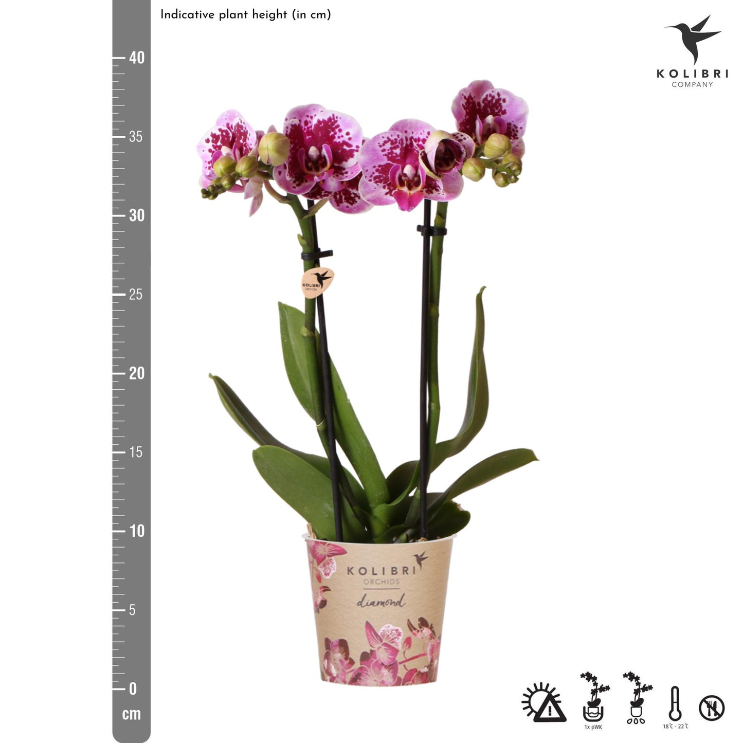 Kolibri Orchids | Pink-purple phalaenopsis orchid pot size Ø9cm | El Salvador | flowering houseplant - fresh from the grower