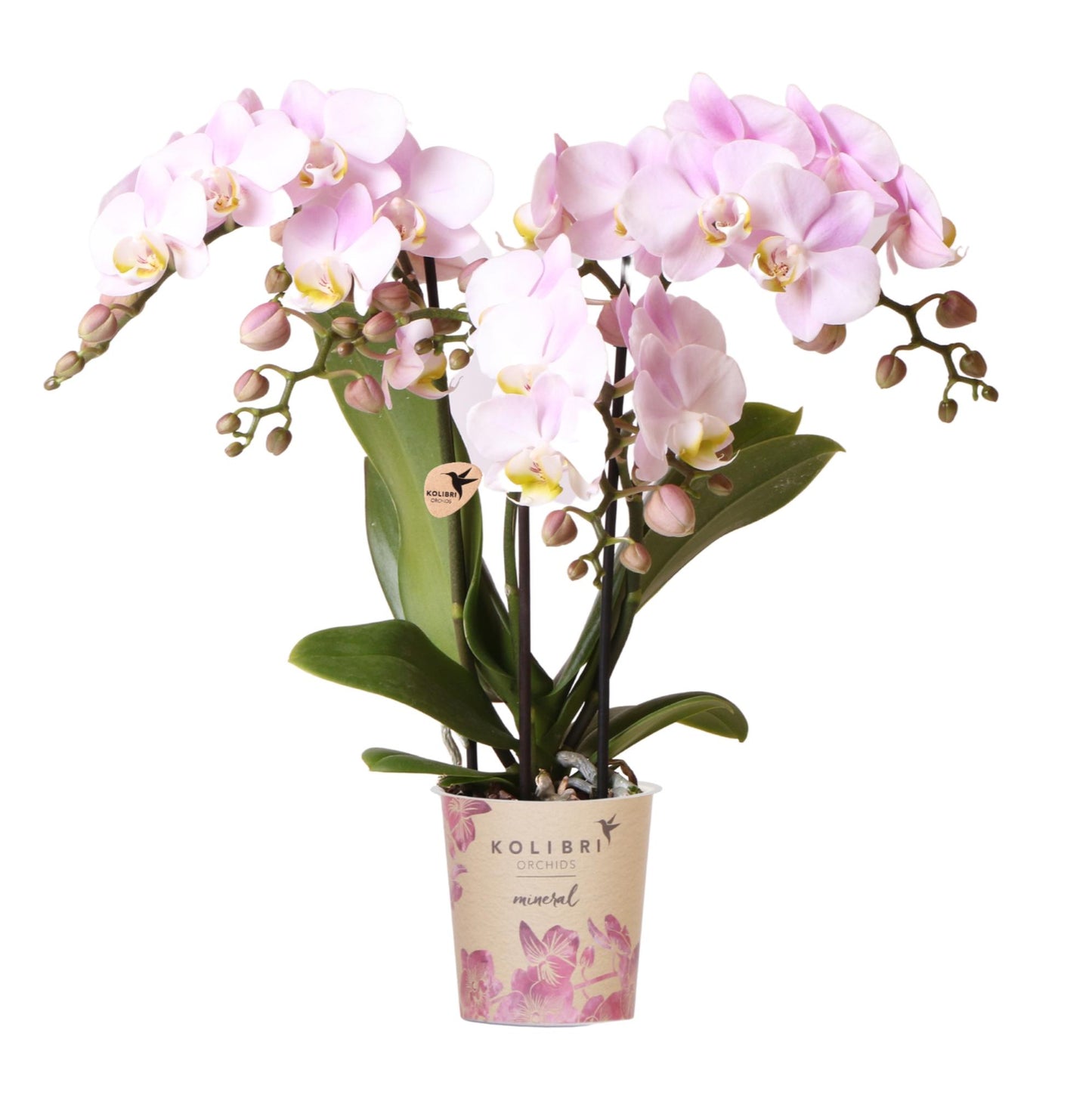 Kolibri Orchids | Pink phalaenopsis orchid - Portugal - pot size Ø9cm | flowering houseplant - fresh from the grower