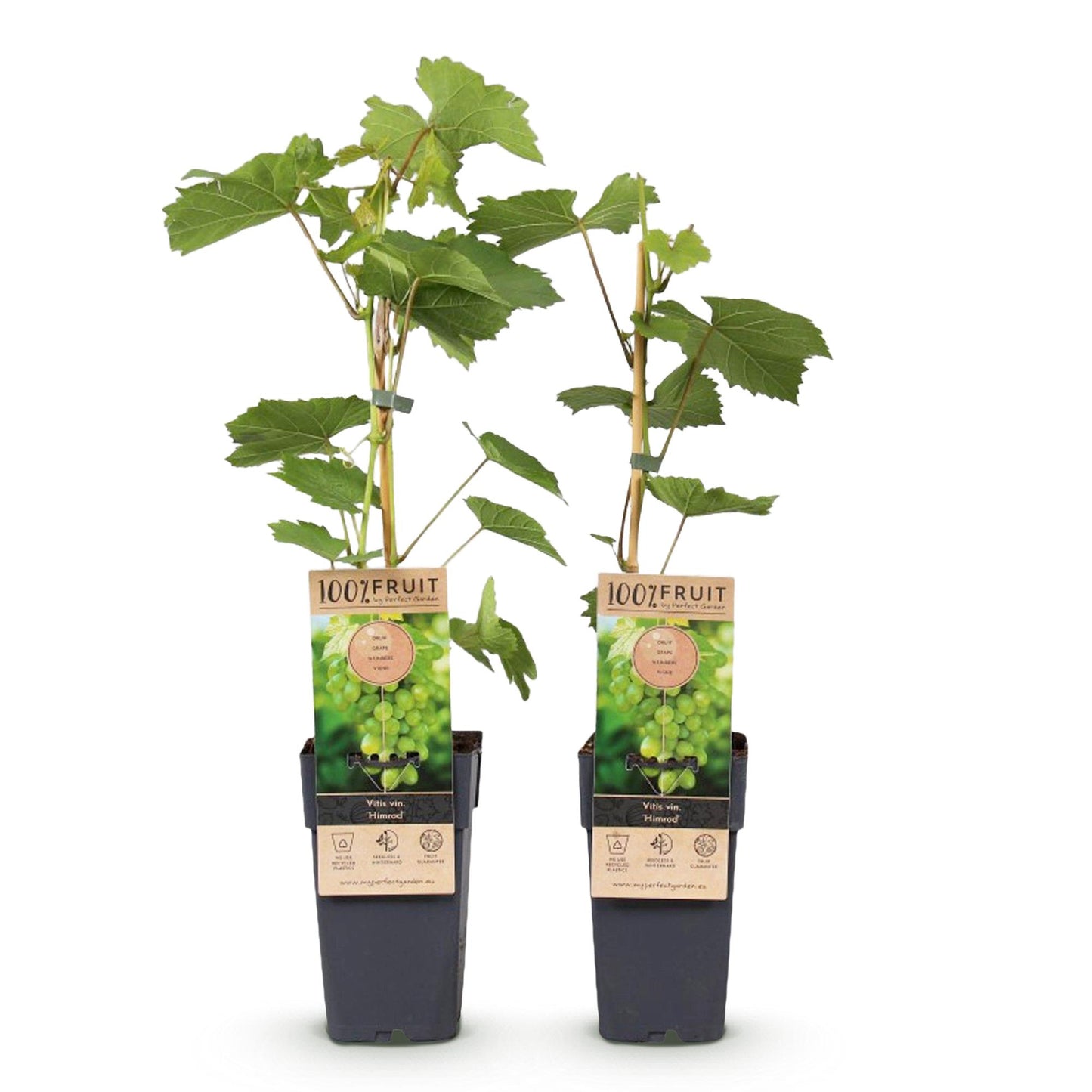 Green boutiQ - Fruit plant - White Grape - Vitis vinifera Himrod - Seedless - 2 plants - Pot 15cm Height 50cm