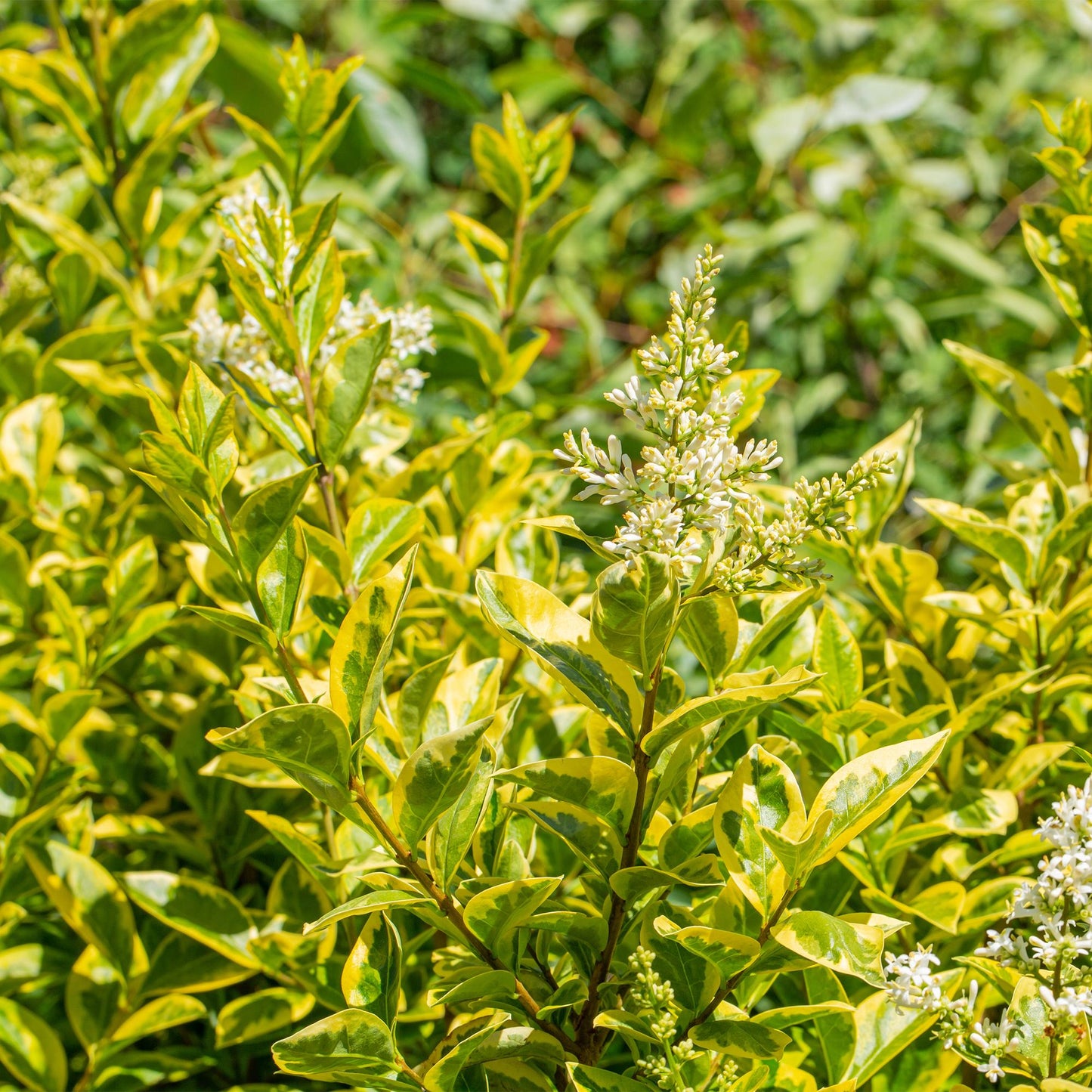 Green boutiQ - Hedge plants - Ligustrum ovalifolium Aureum - leaf yellow green - 8 plants - 1 linear meter - evergreen - pot 9cm height 35-40cm