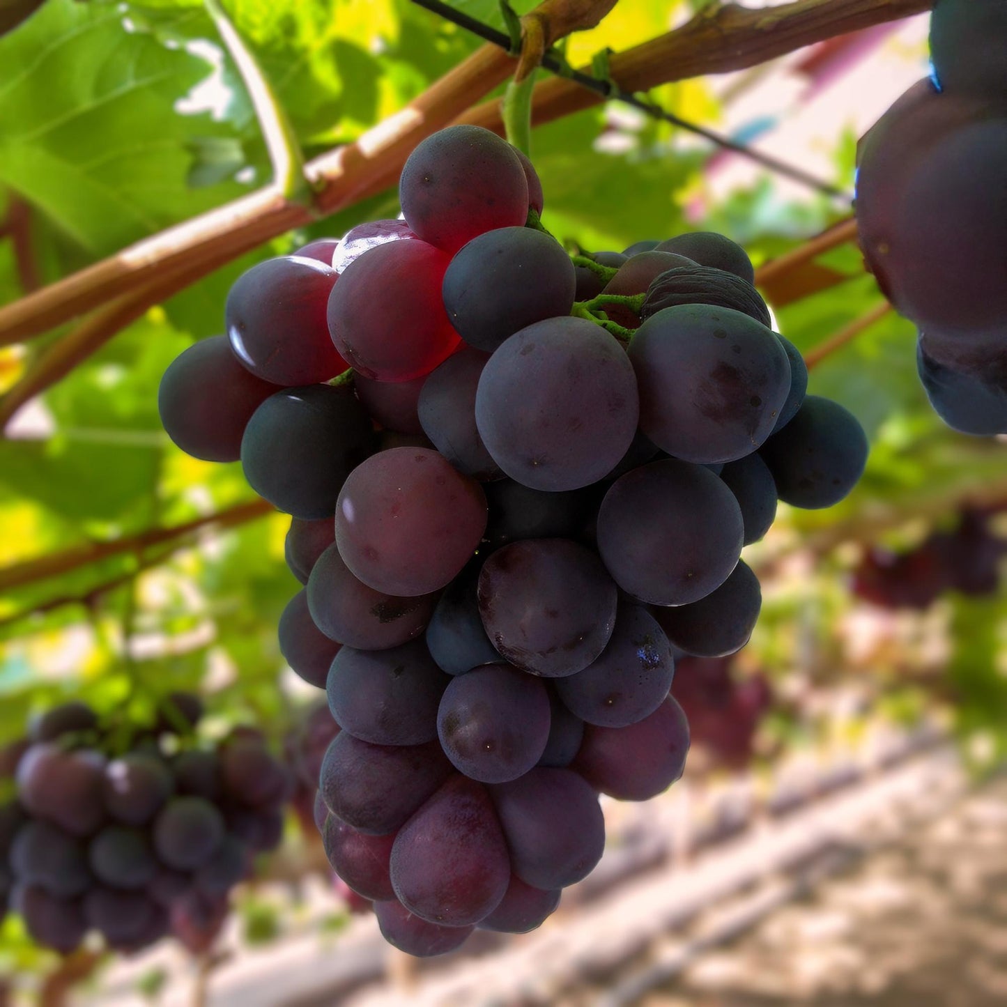 Green boutiQ - Fruit plant - Purple Grape - Vitis vinifera Vanessa - Seedless - 2 plants - Pot 15cm Height 50cm