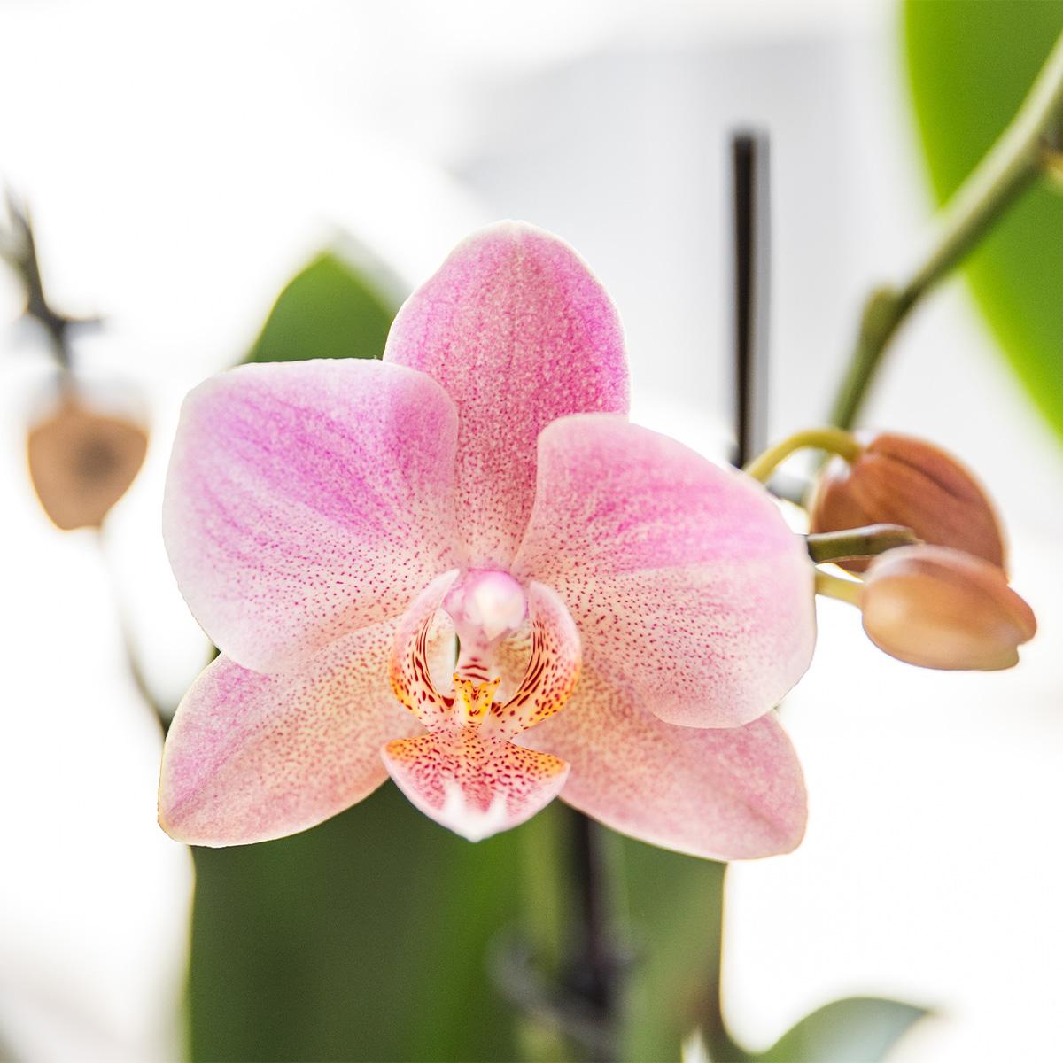 Kolibri Orchids I COMBI DEAL of 2 old pink Phalaenopsis orchids - Treviso - pot size Ø12cm | flowering houseplant - fresh from the grower