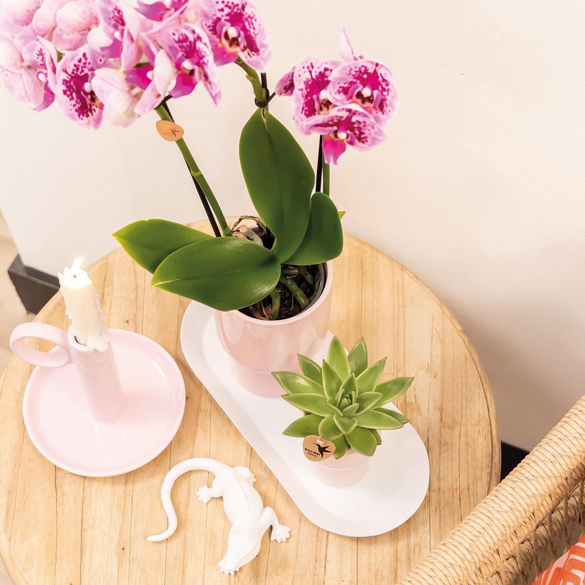Kolibri Orchids | COMBI DEAL of 4 pink purple phalaenopsis orchids - El Salvador - pot size Ø9cm | flowering houseplant - fresh from the grower