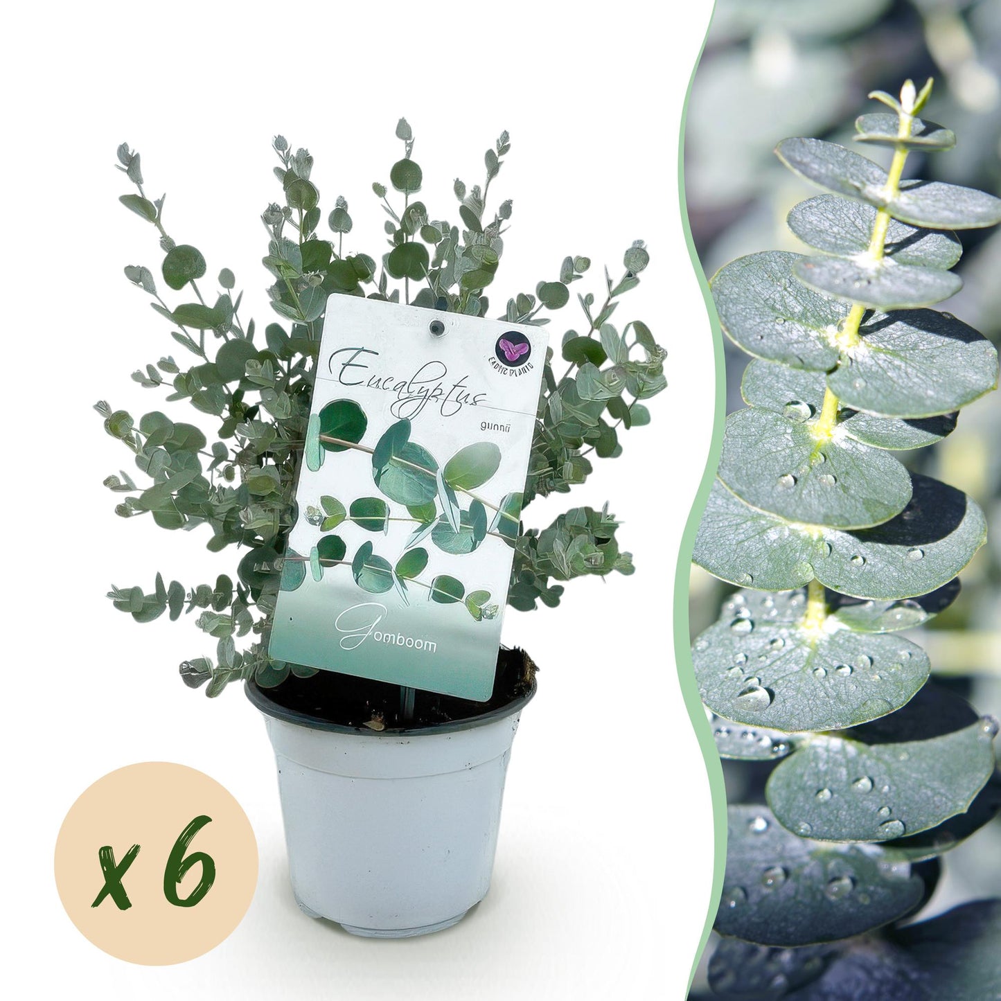 Green boutiQ - Terrasplant - Eucalyptus boom - Eucalyptus gunni - Grijs - 6 Planten - Winterhard - Pot 14cm Hoogte 30cm