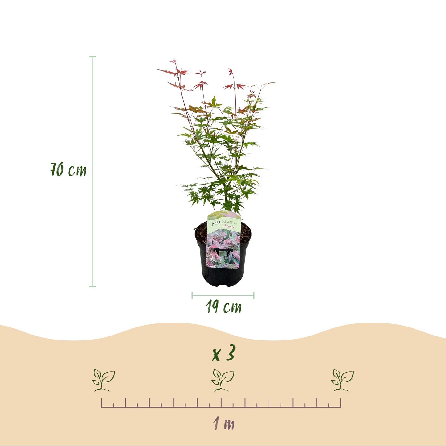 Green boutiQ - Terrace plant - Japanese Maple - Acer palmatum Phoenix - Pink - 1 Plant - Deciduous - Pot 19cm Height 70cm