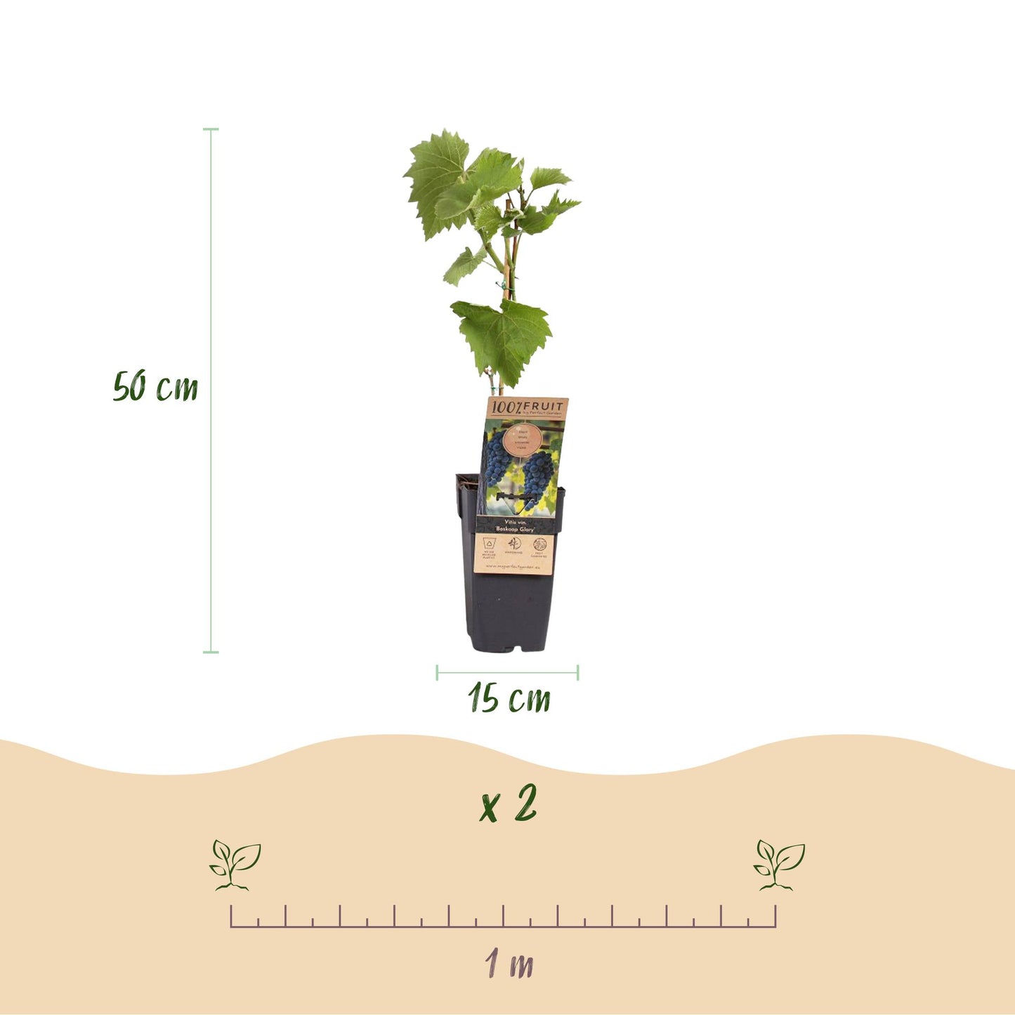 Green boutiQ - Fruit plant - Blue Grape - Vitis vinifera Boskoop Glory - 2 plants - Pot 15cm Height 50cm