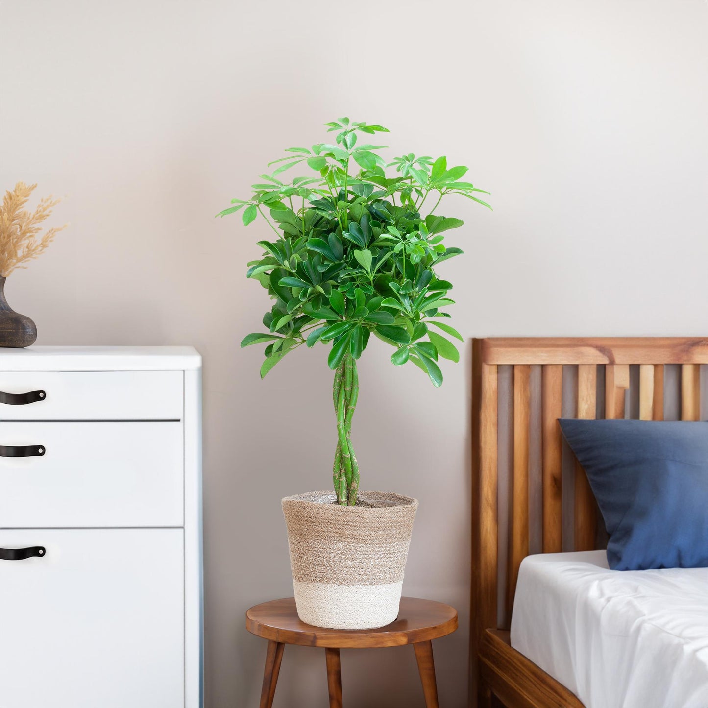 Schefflera Arab Nora with Basket Lisbon white - 70cm - Ø21