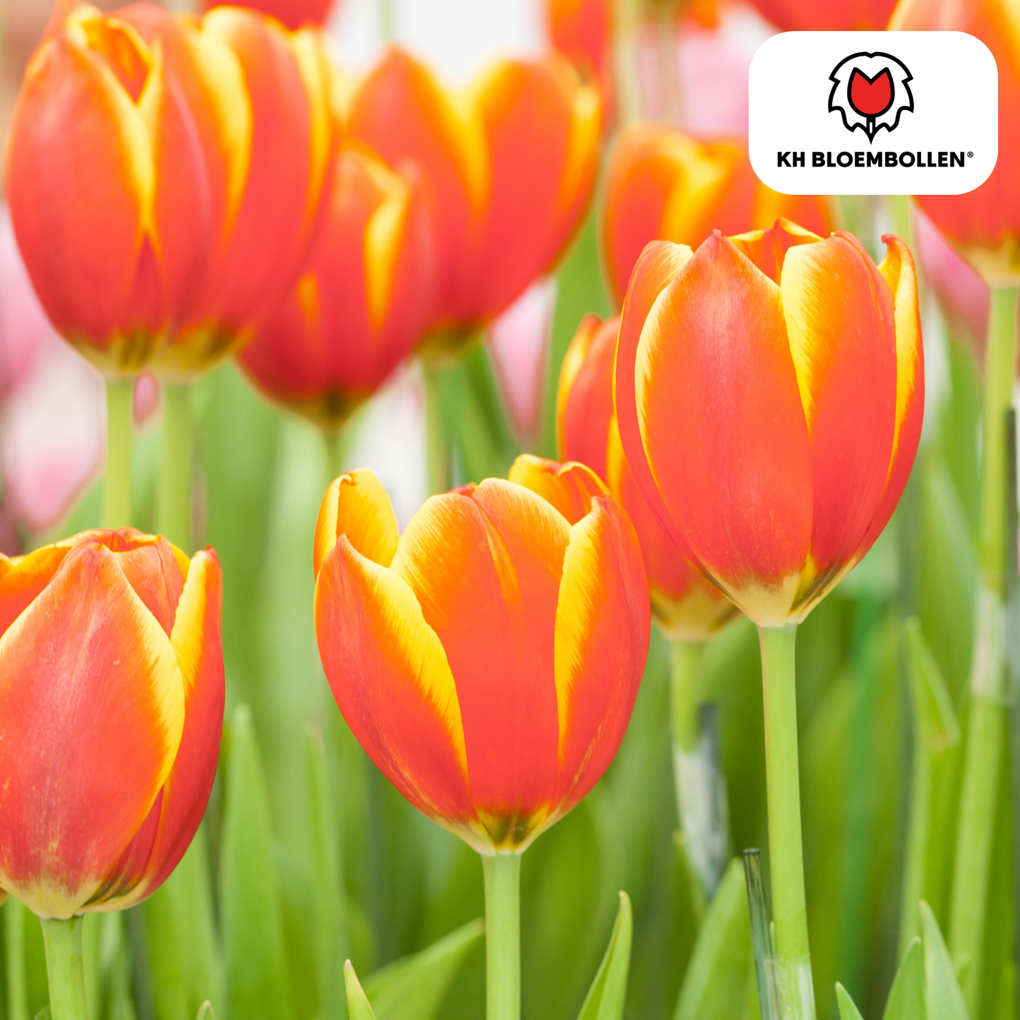 Tulpenbollen Dow Jones – 20 Stuks