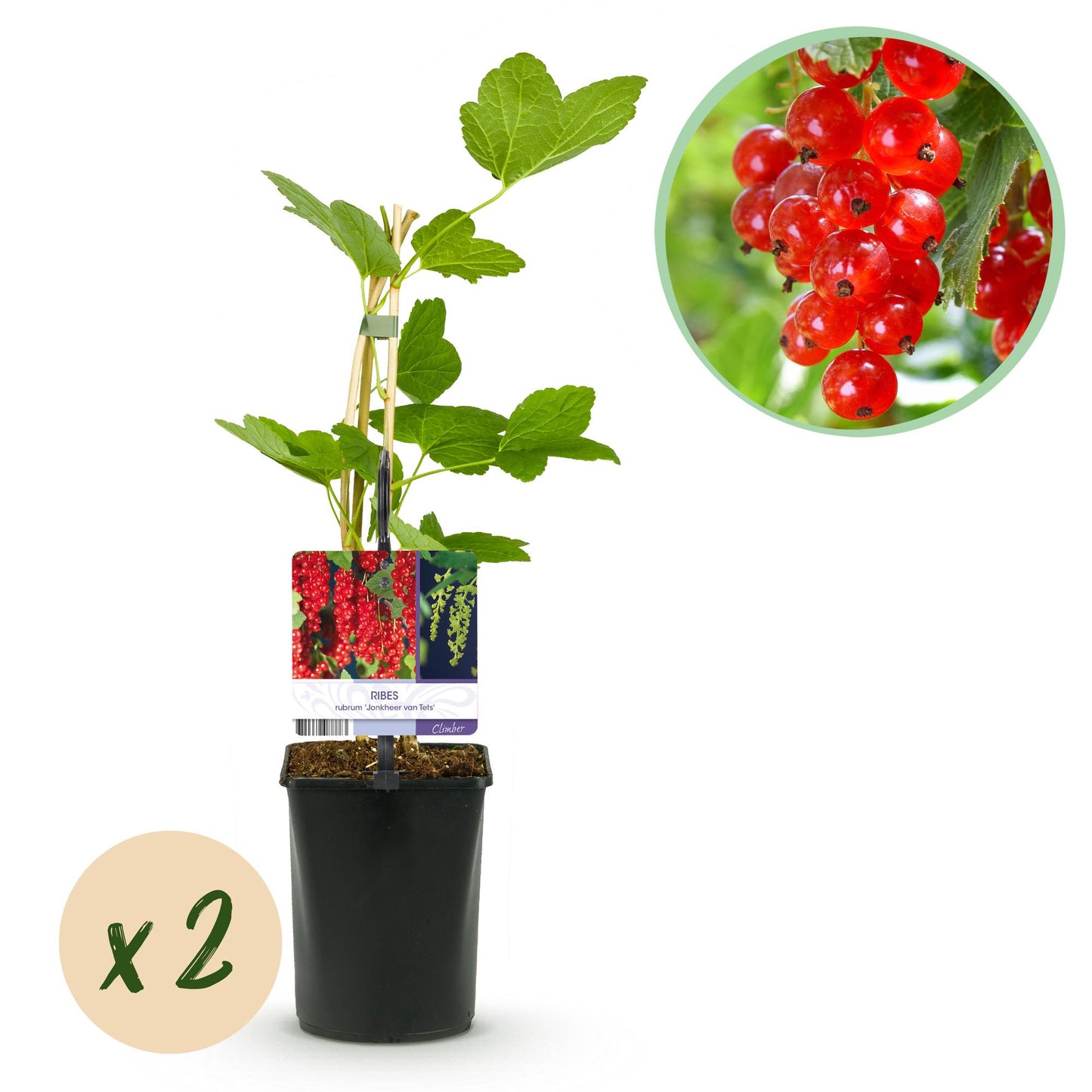 Green boutiQ - Fruitplant - Aalbes - Ribes rubrum Jonkheer van Tets - Rode Bes - 2 planten - Pot 11cm Hoogte 40cm