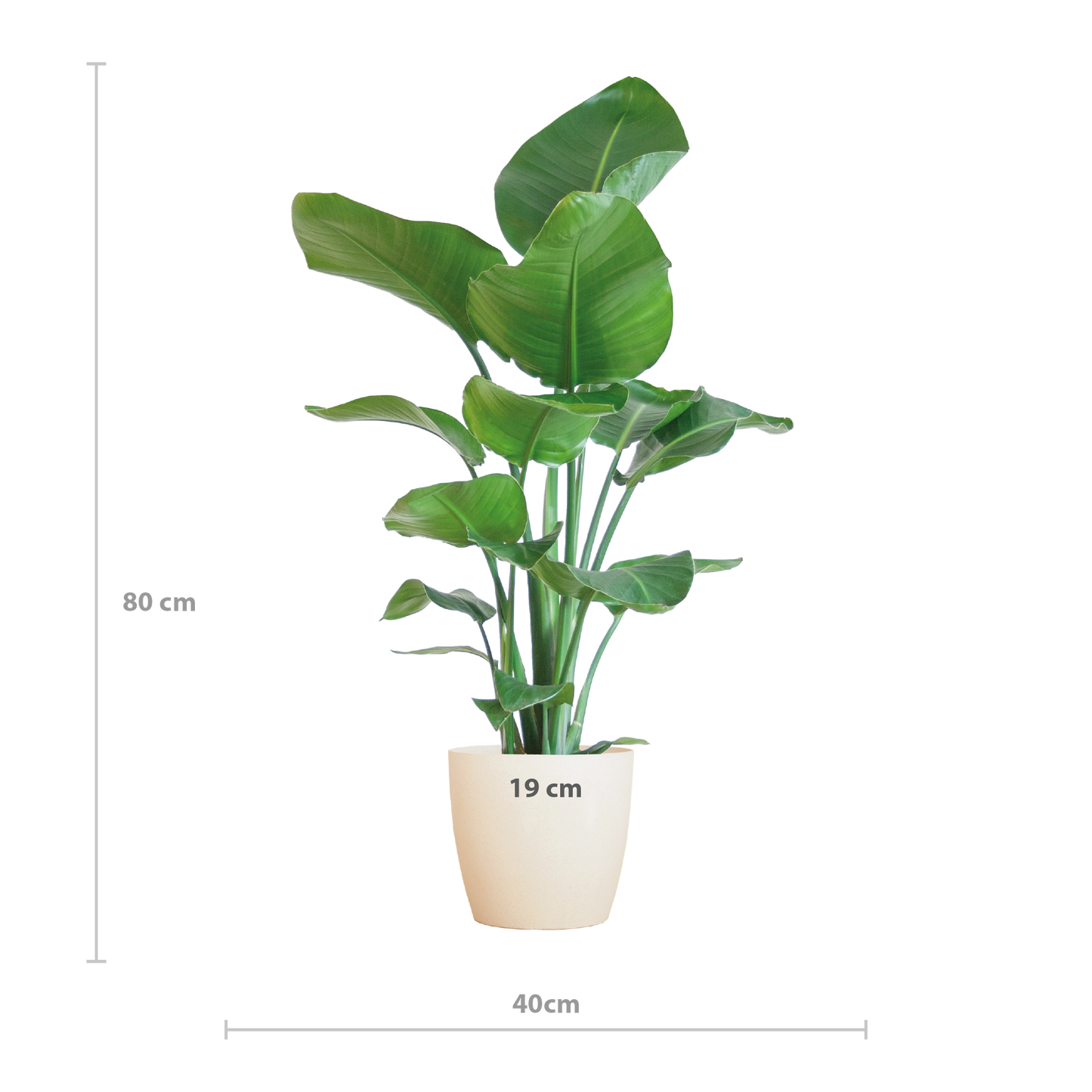 Strelitzia Nicolai with Viber pot white - 80cm - Ø21