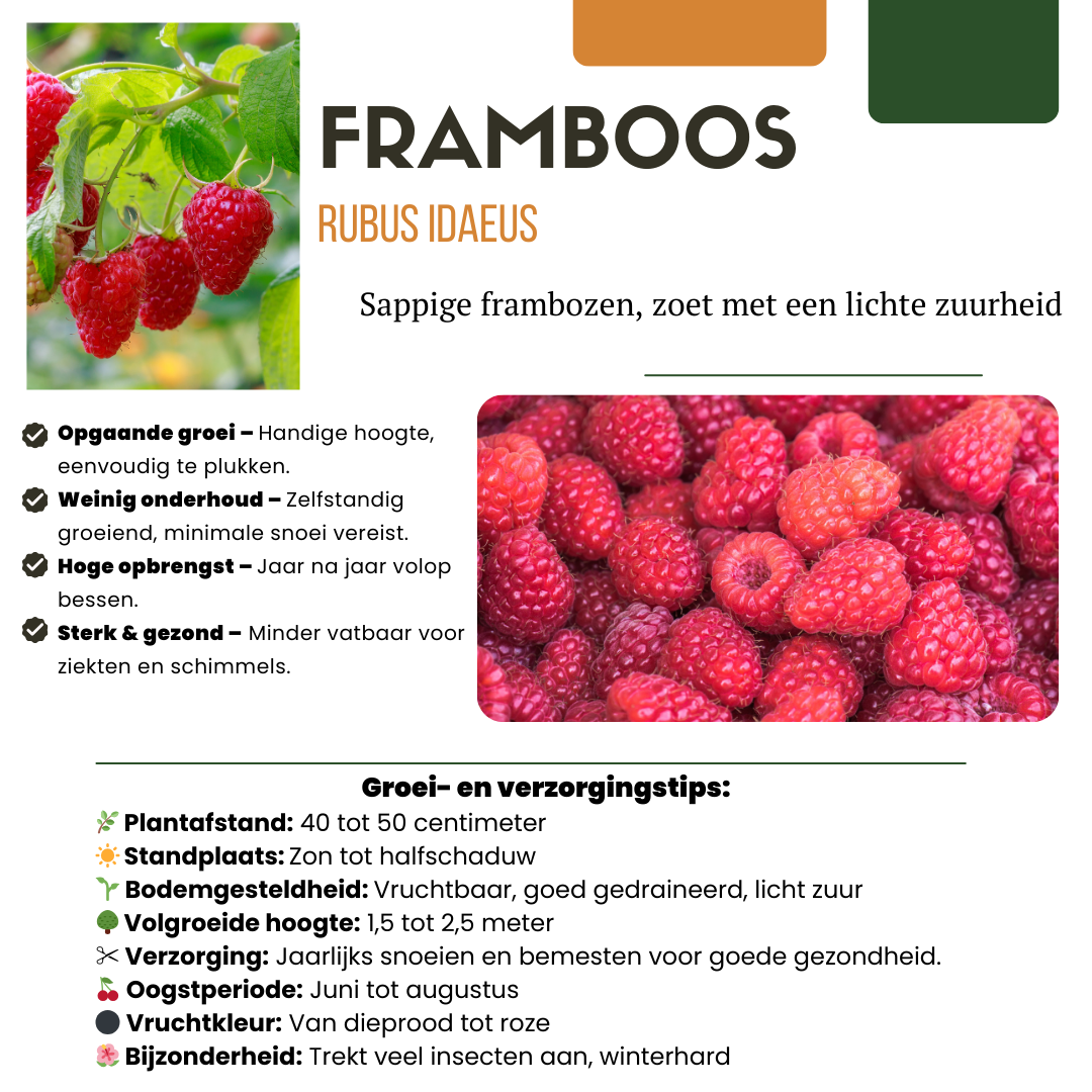"Summer Fruits" BIO Fruit Plants Mix Set of 4 Different Types
