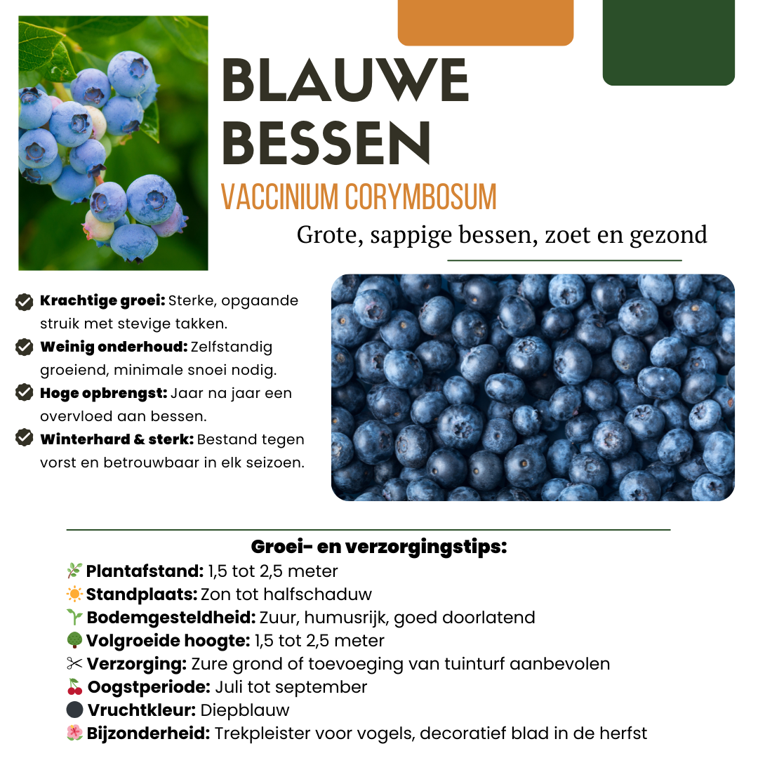 6 x Blueberry plants BIO - Ø 13 cm - ↨ 20 cm