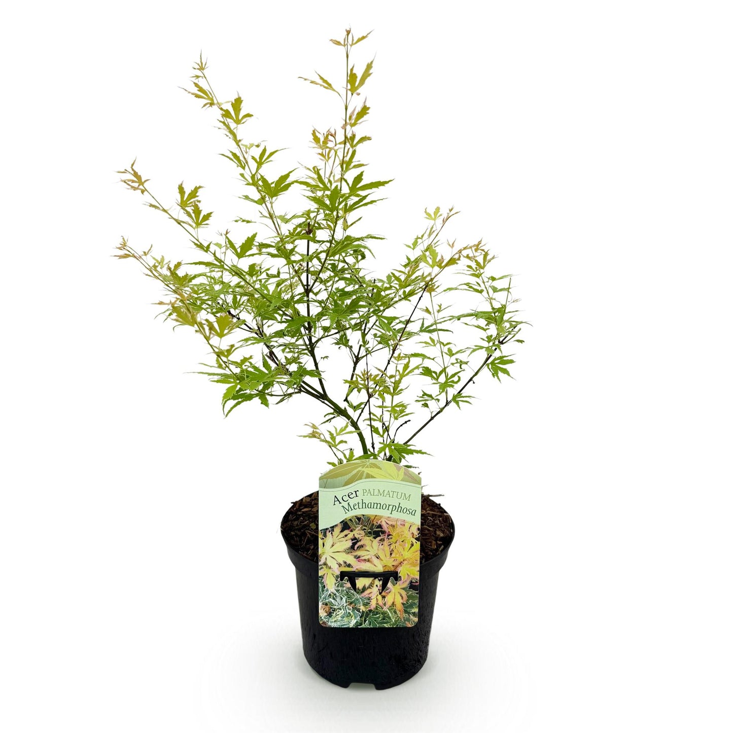 Green boutiQ - Terrace plant - Japanese Maple - Acer palmatum Methamorphosa - Green - 1 Plant - Deciduous - Pot 19cm Height 70cm