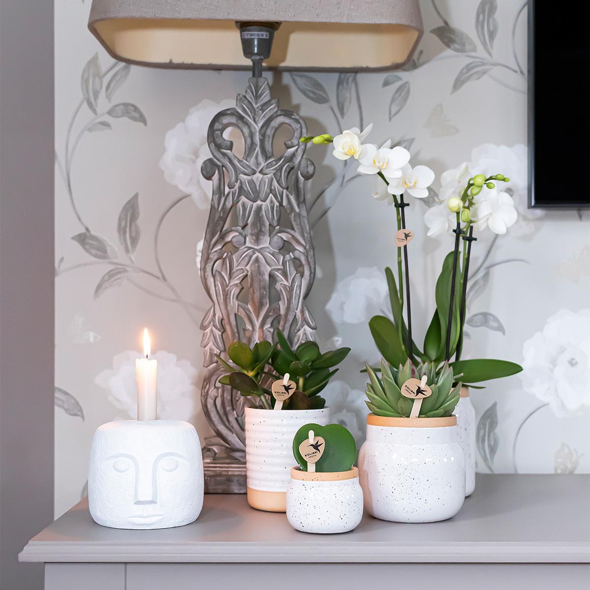 Surprise box mix - plant advantage box - surprise box with 4 different orchids ø9cm