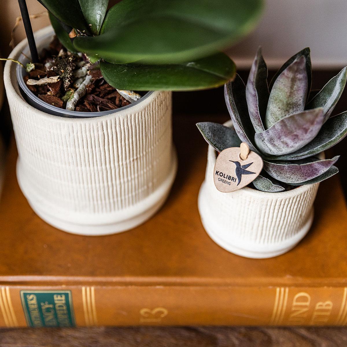 Hummingbird Home | Bali decorative pot - Off White - Ø9cm